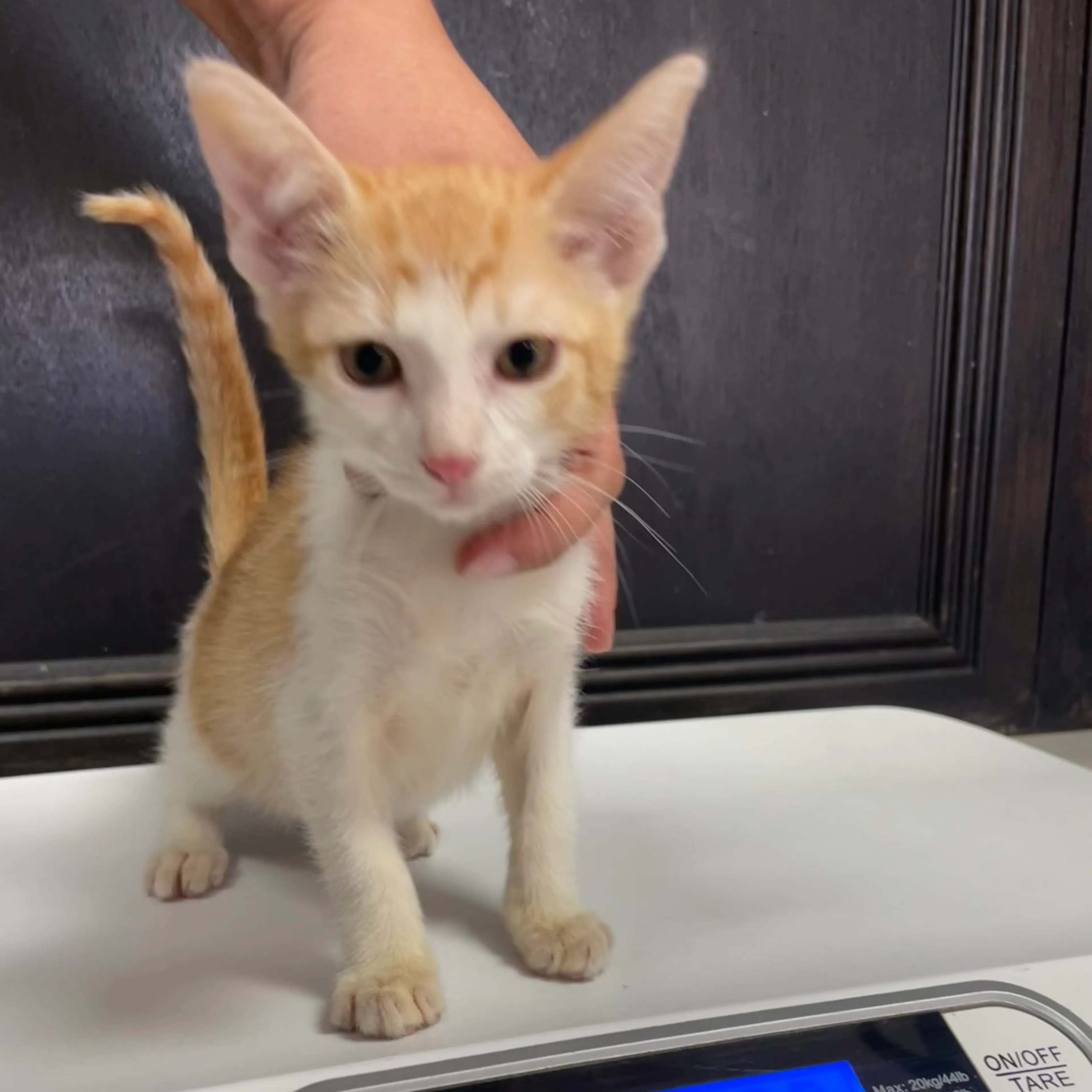 Found pet