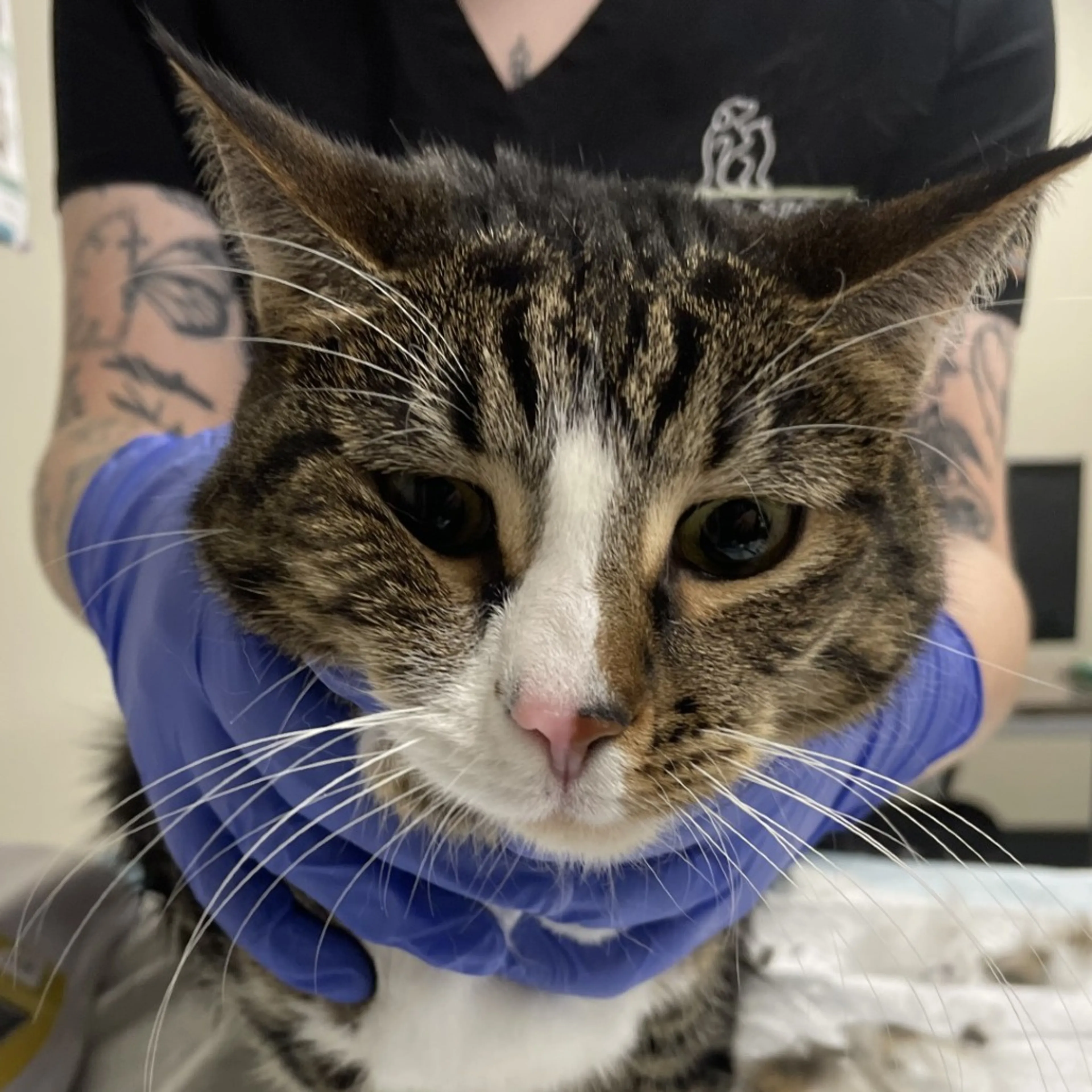 Found pet