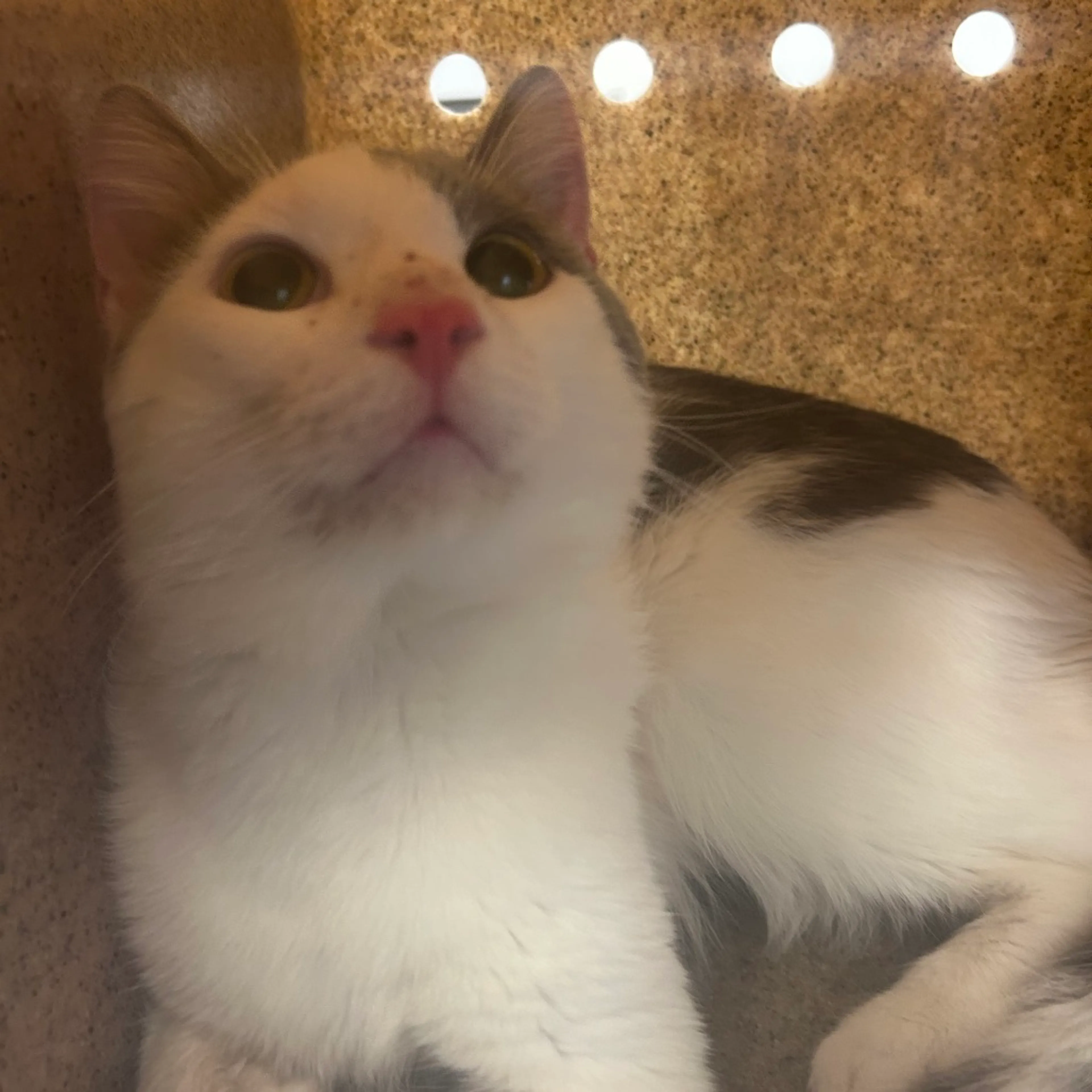 Found pet