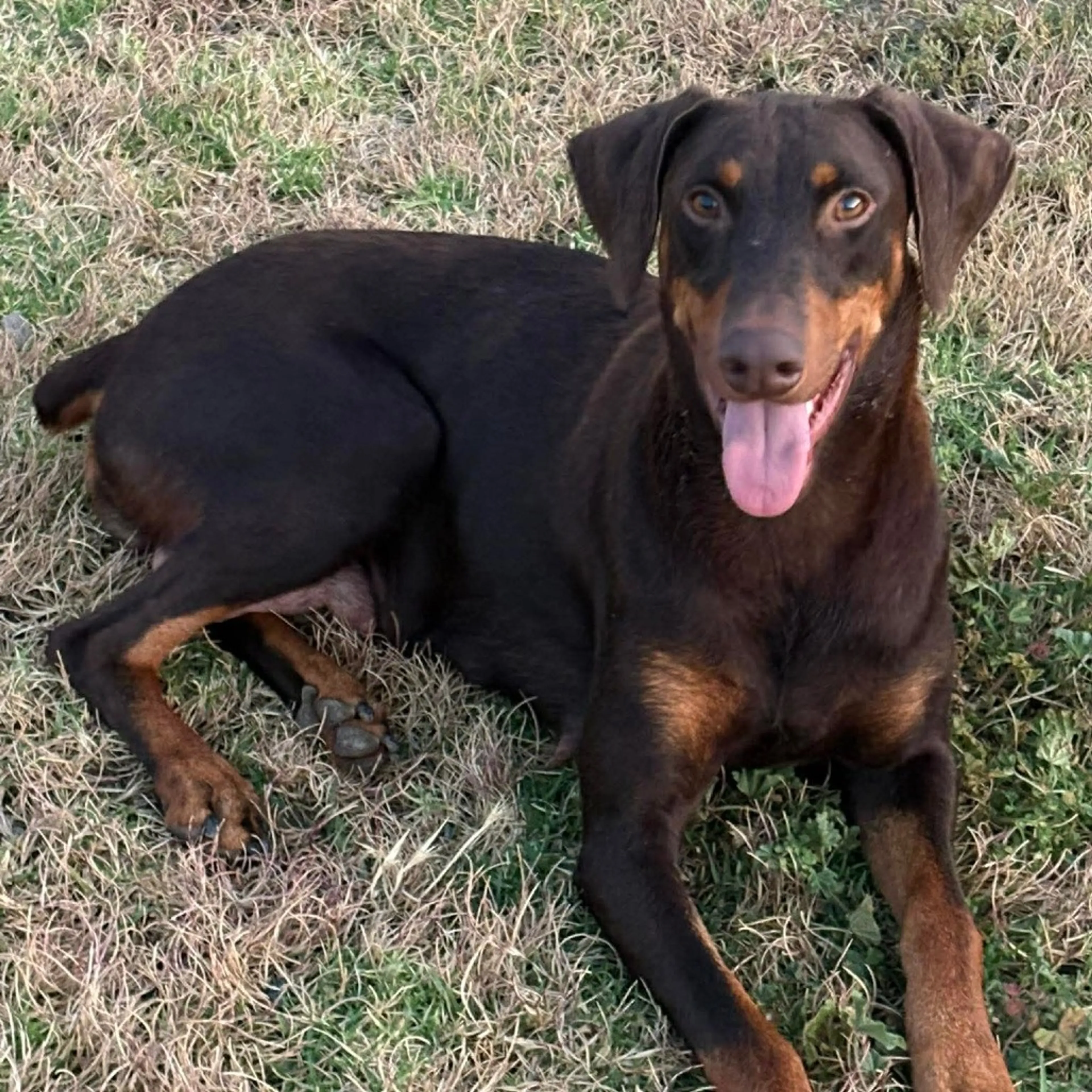 Found pet-6