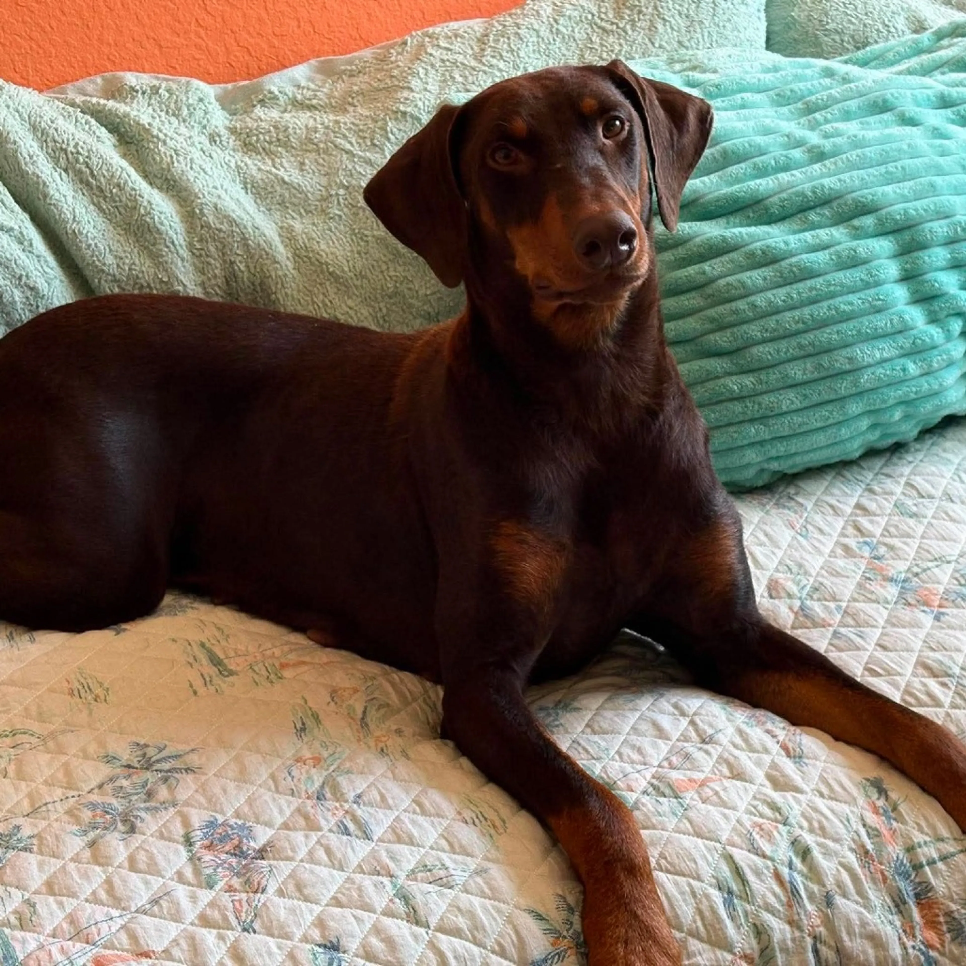 Found pet-2