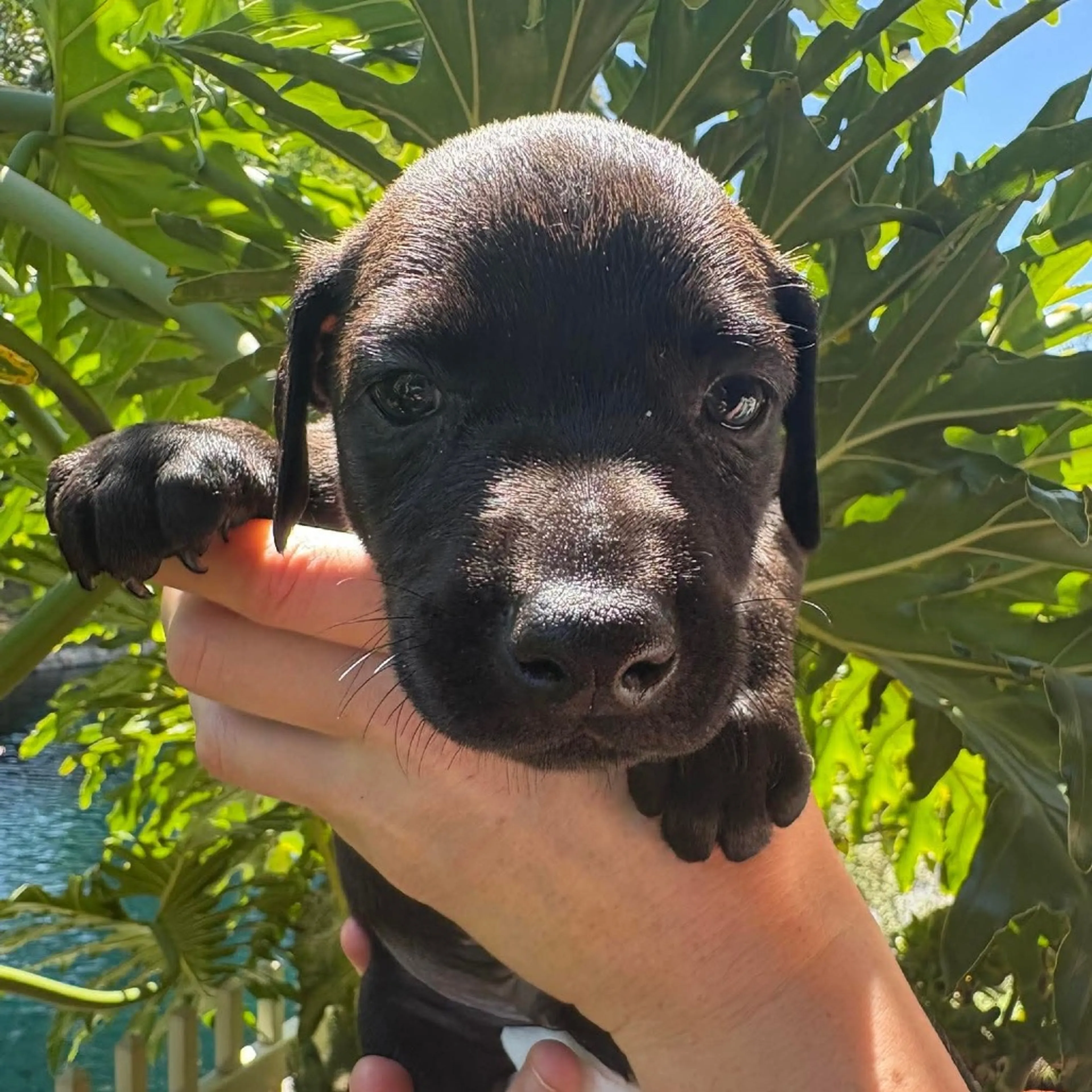 Found pet-1