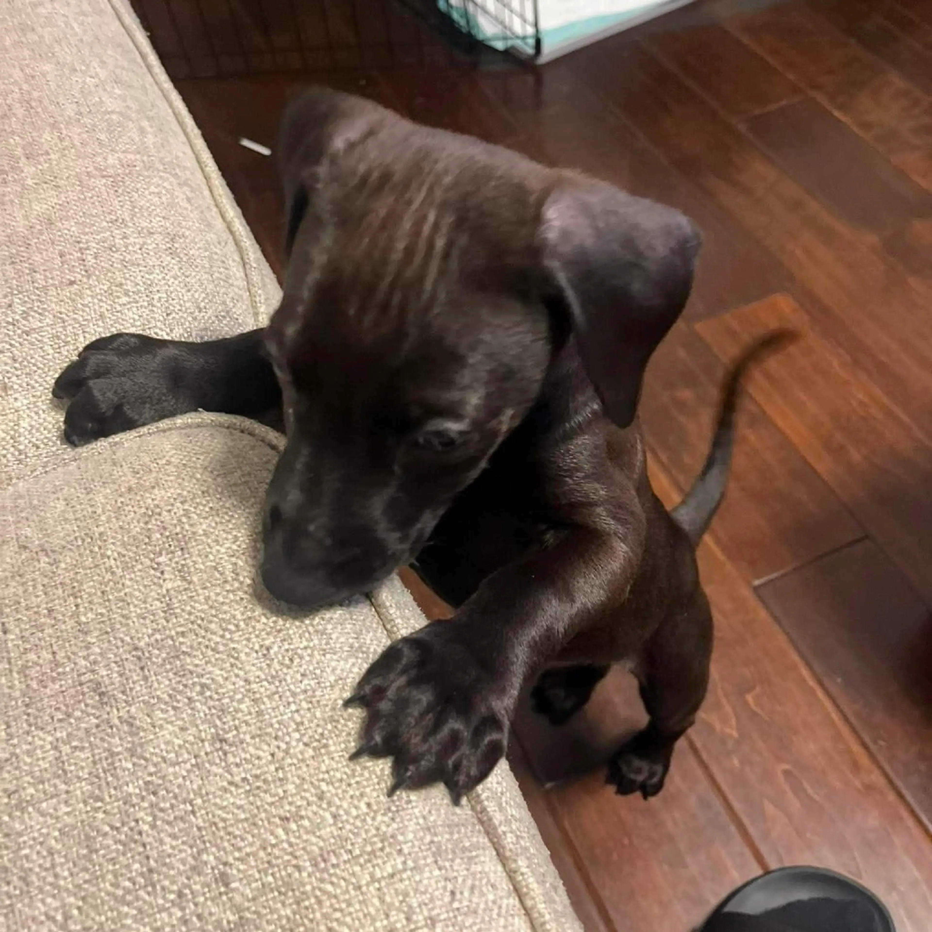 Found pet-2