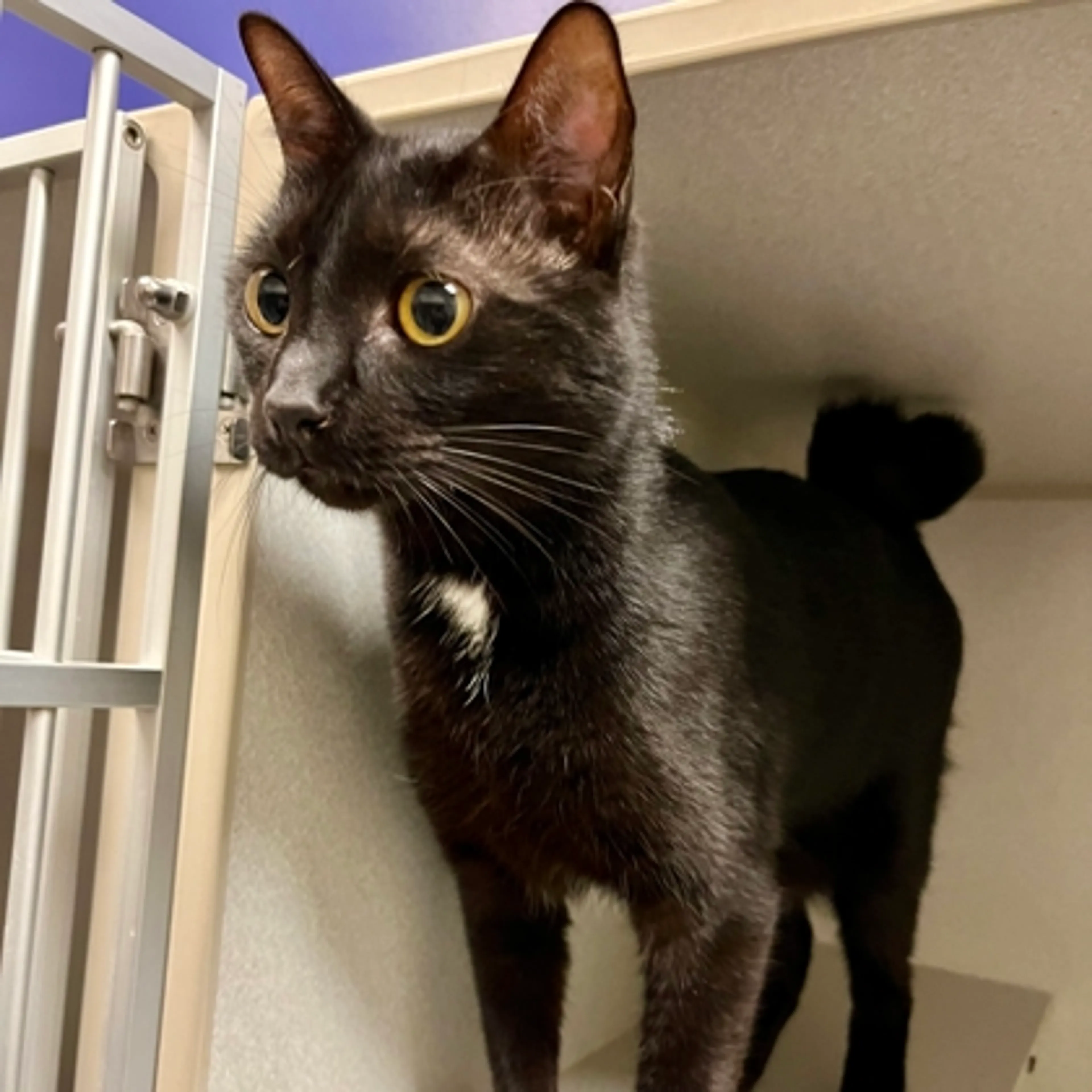 Found pet-1