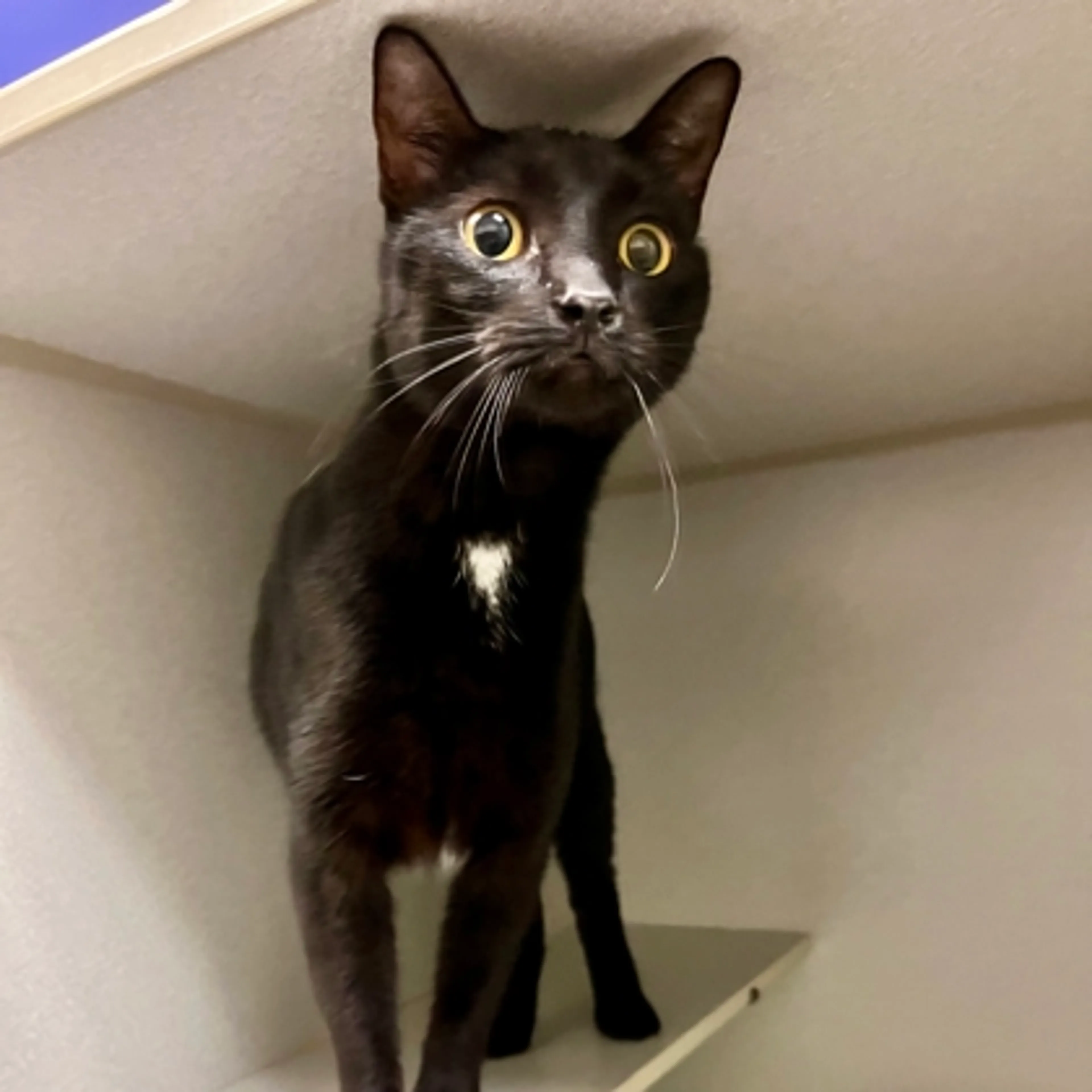 Found pet-2