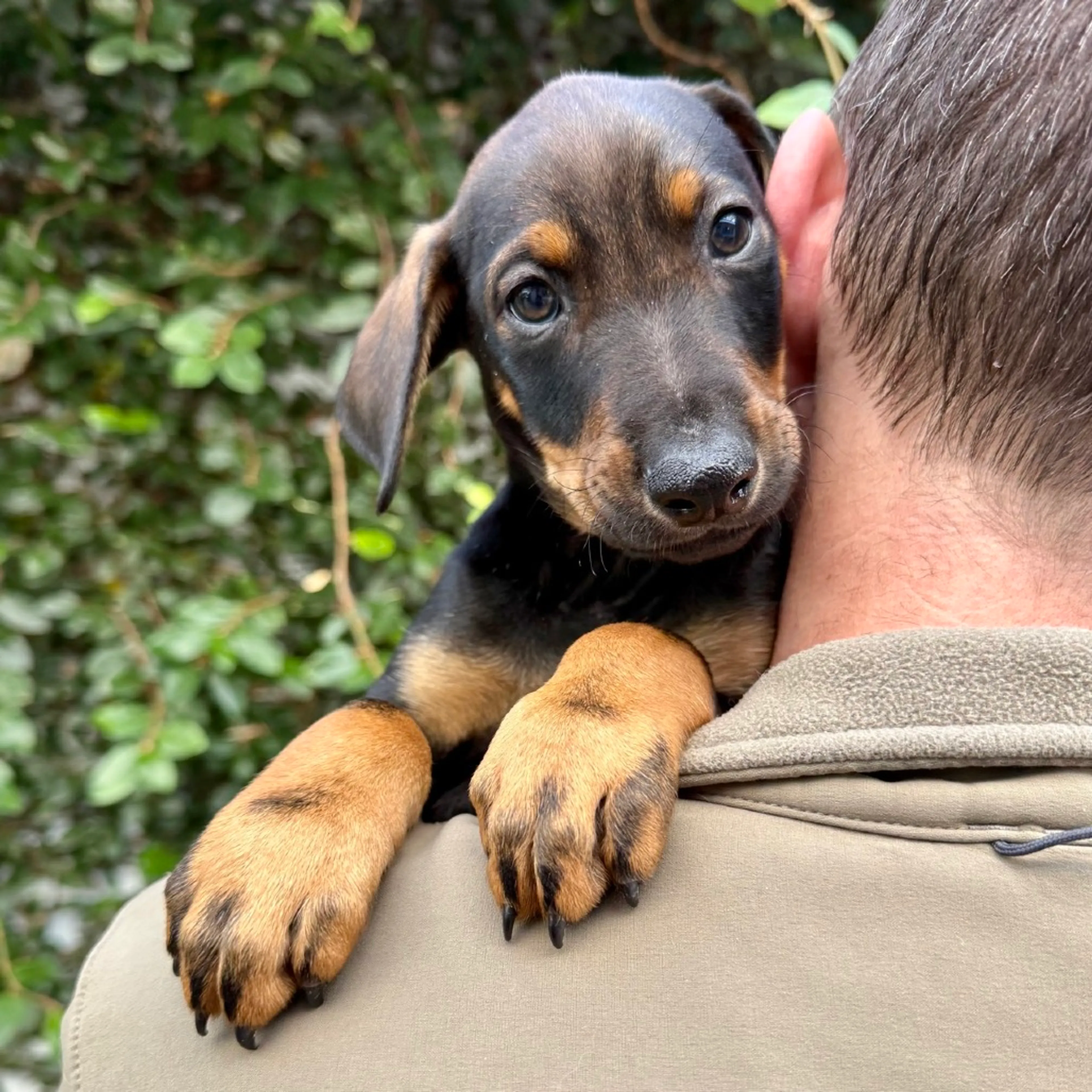 Found pet-1