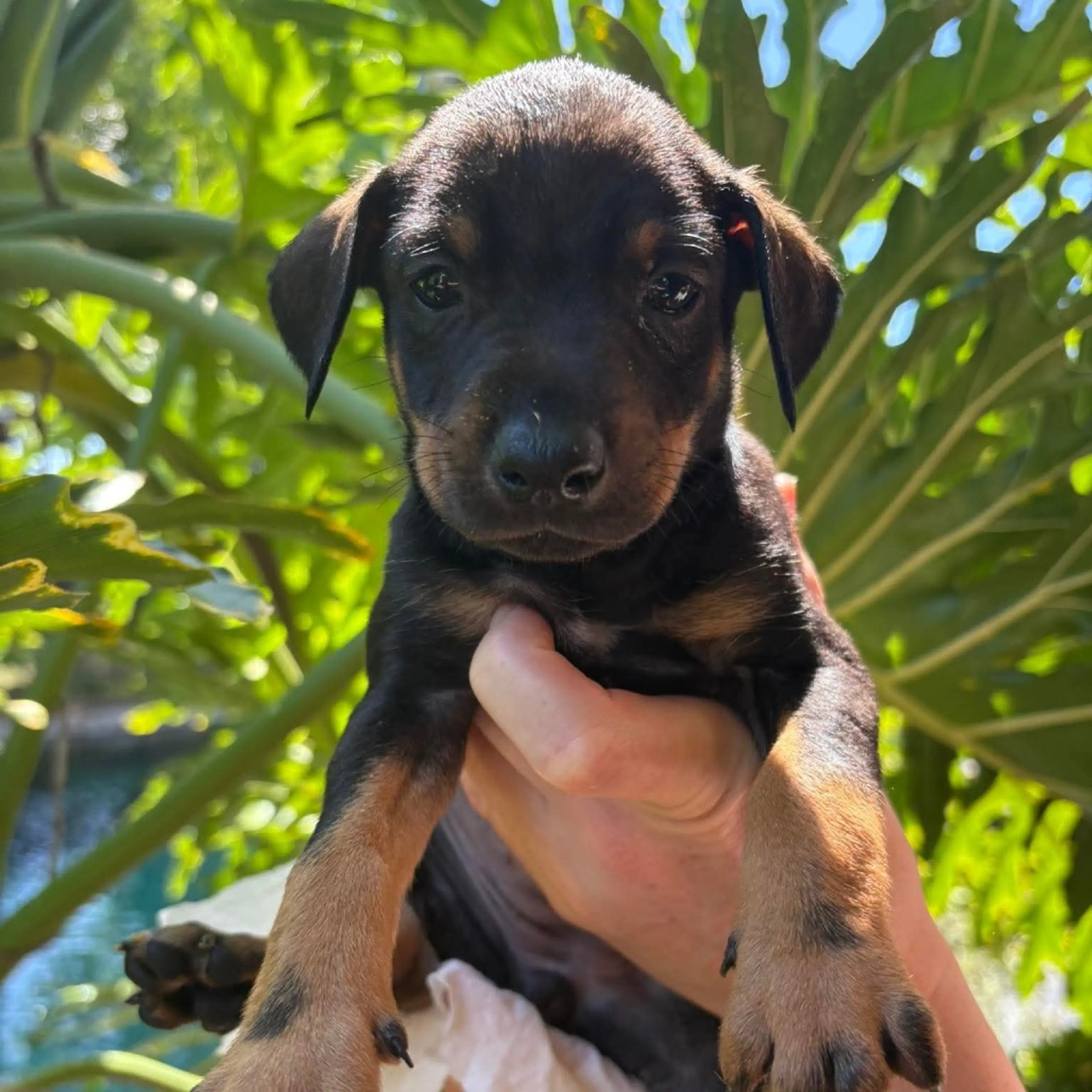 Found pet-5