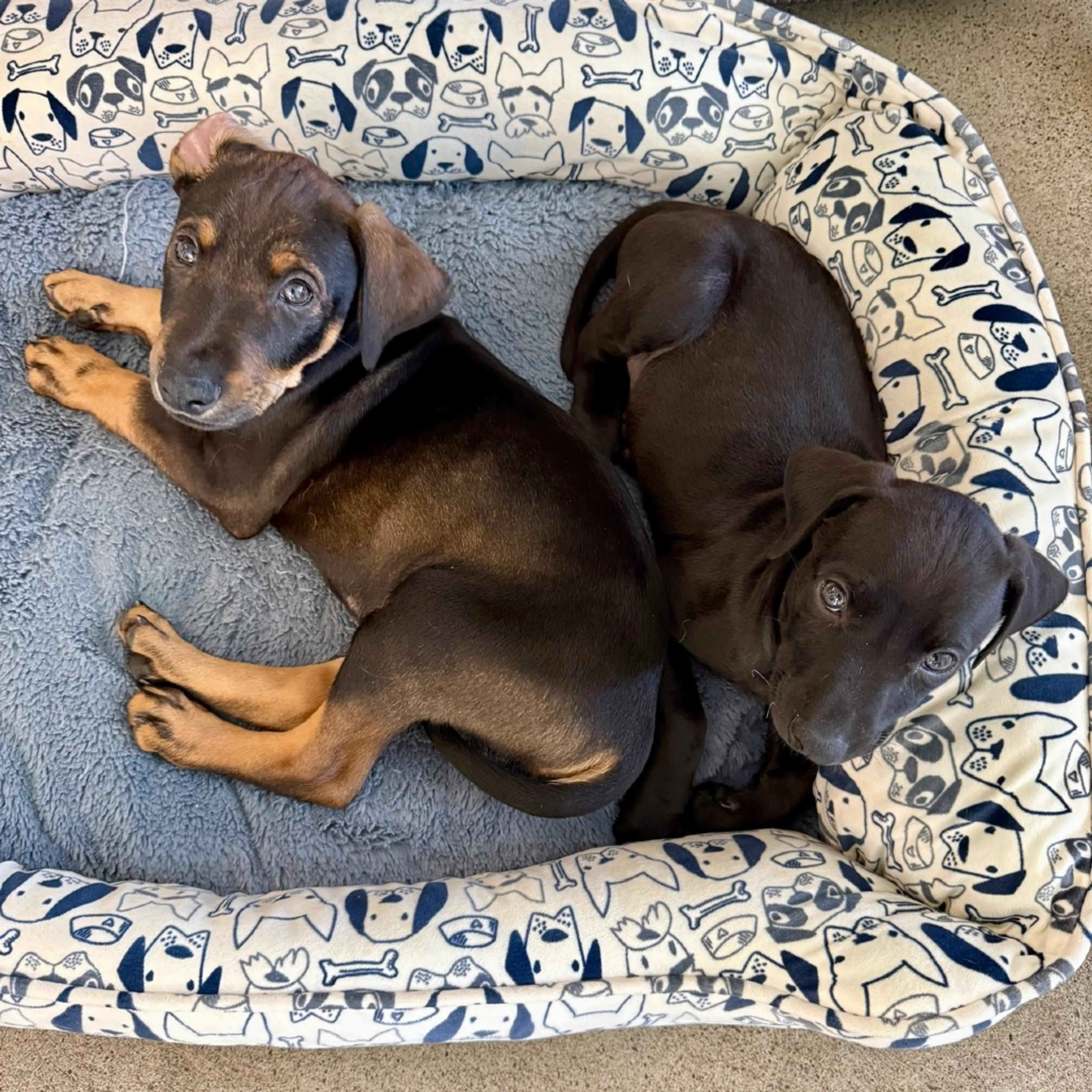 Found pet-2