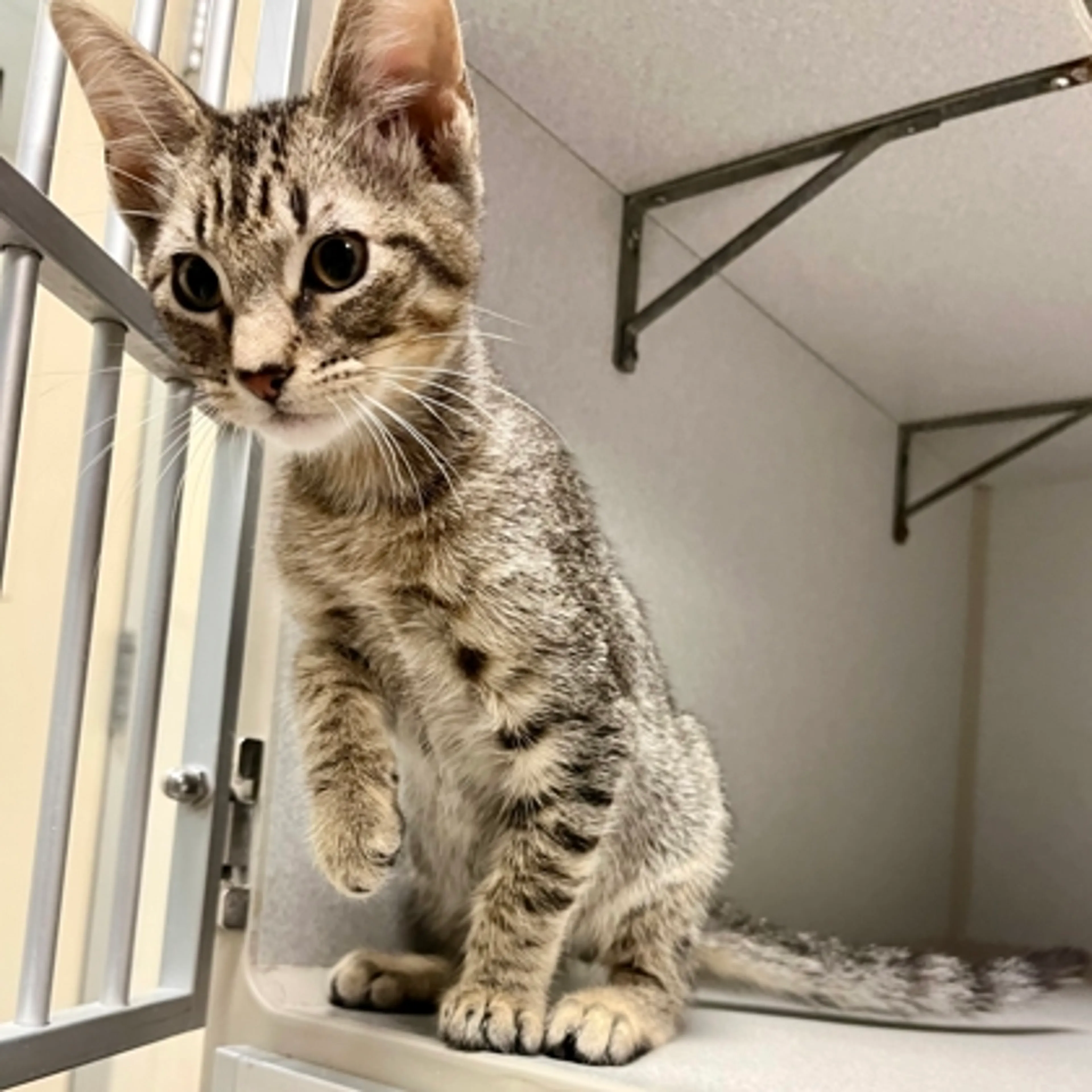 Found pet-2