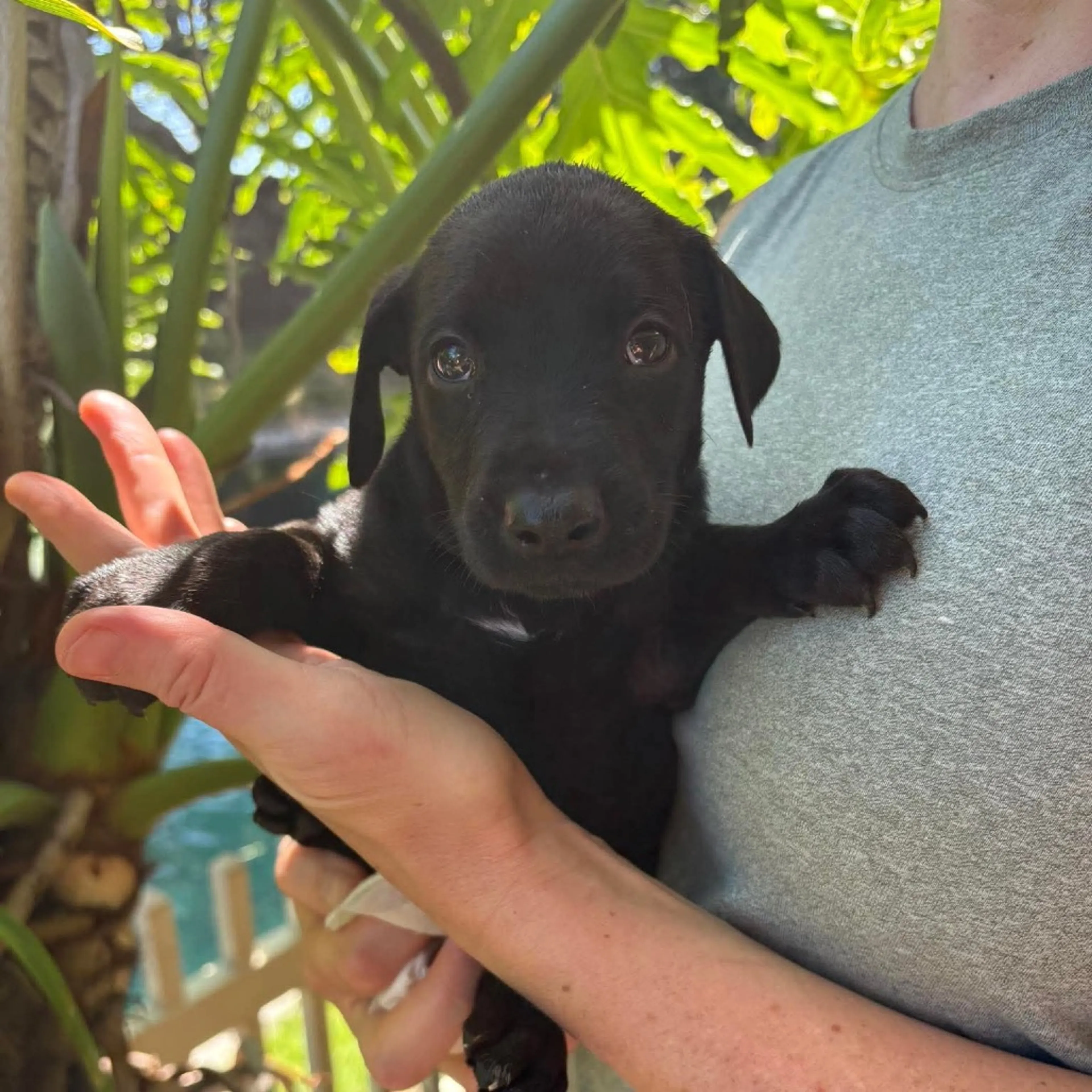 Found pet-2