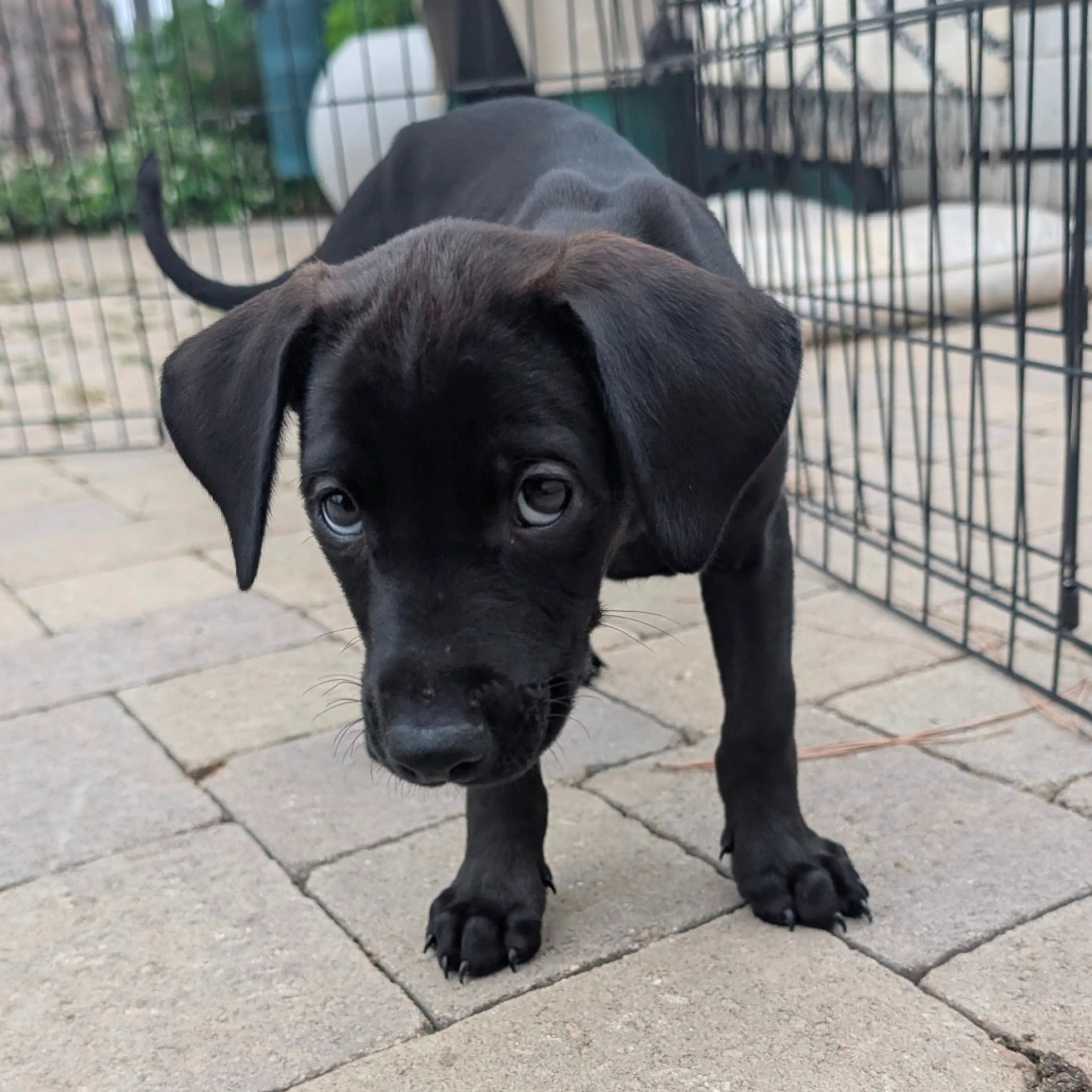 Found pet-6