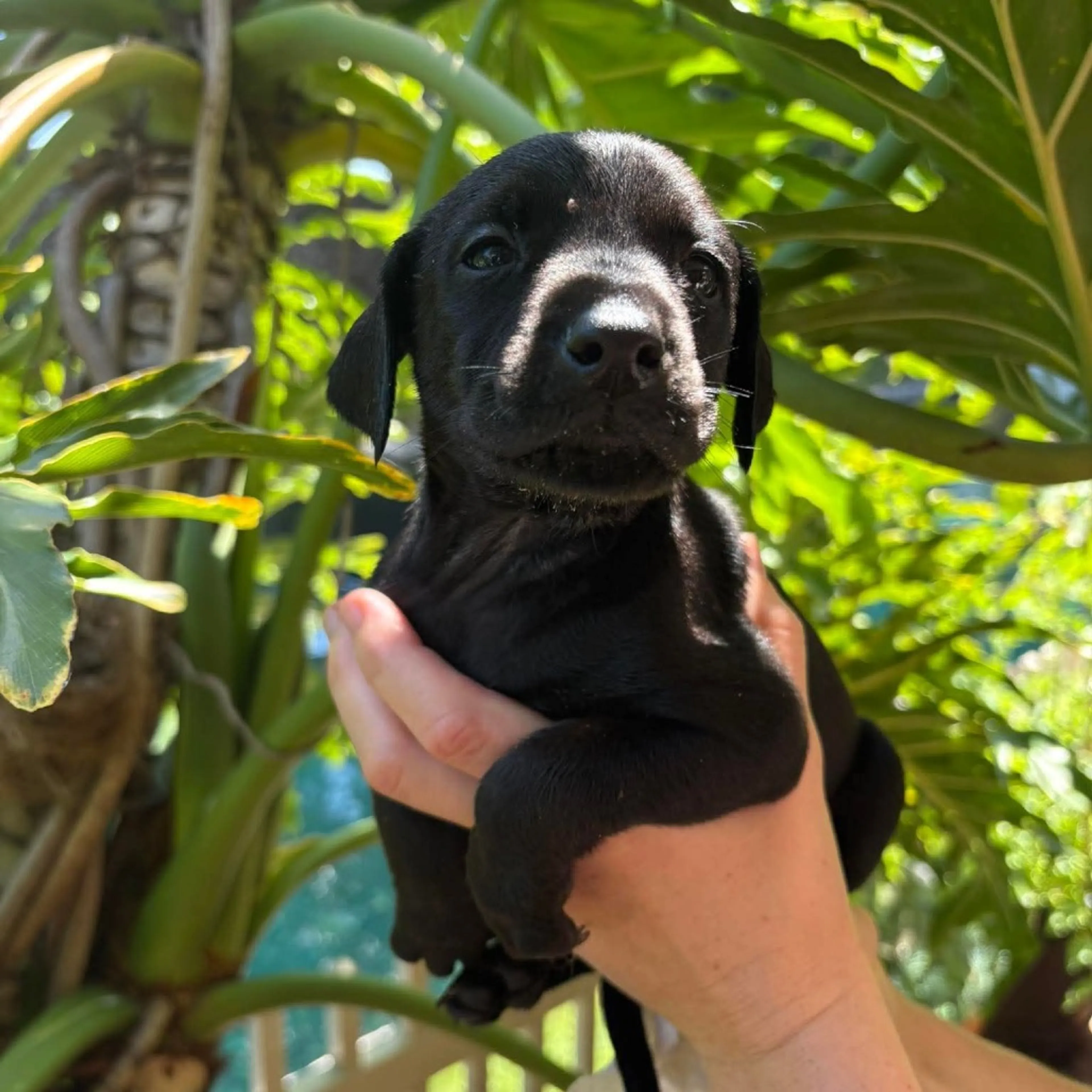 Found pet-2