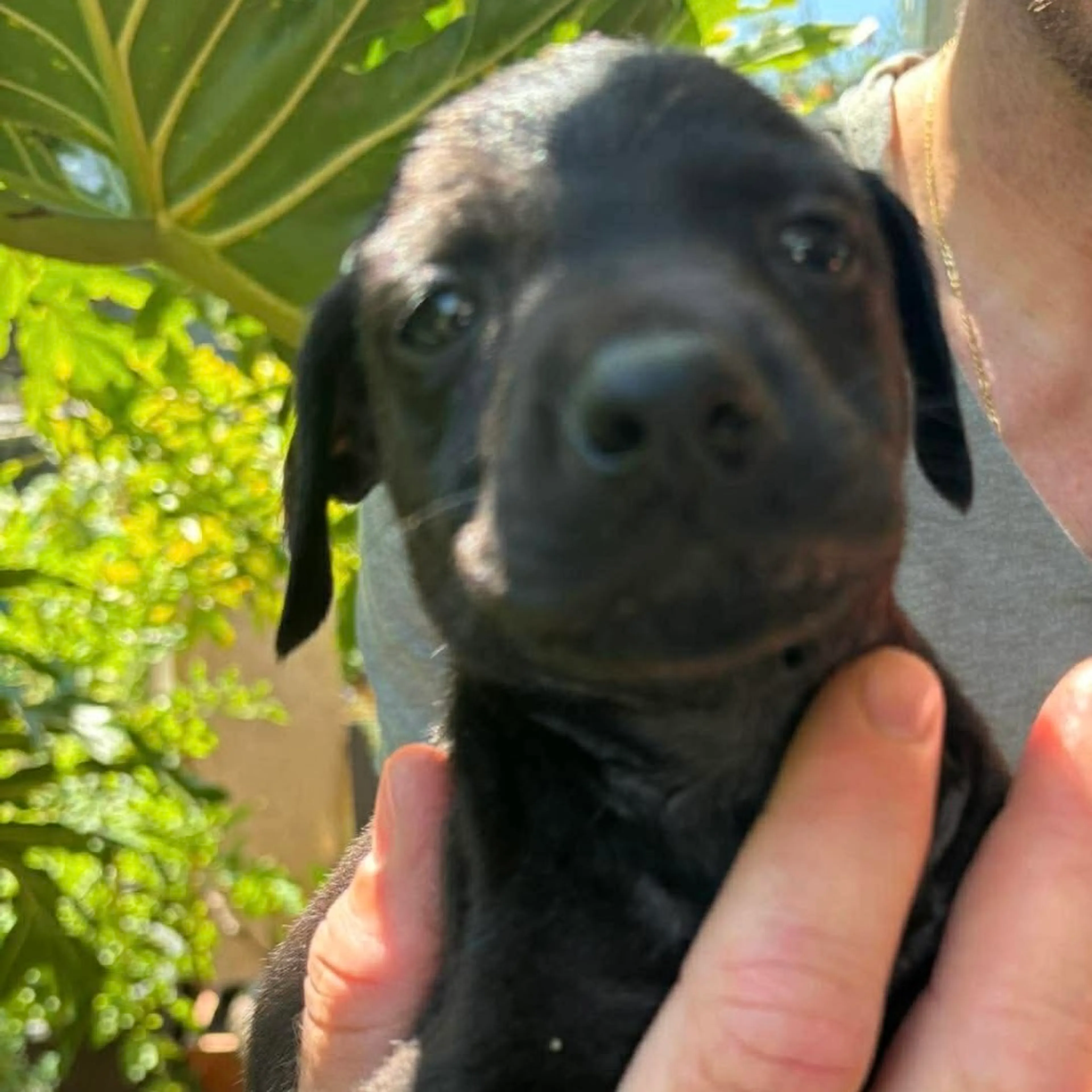 Found pet-2