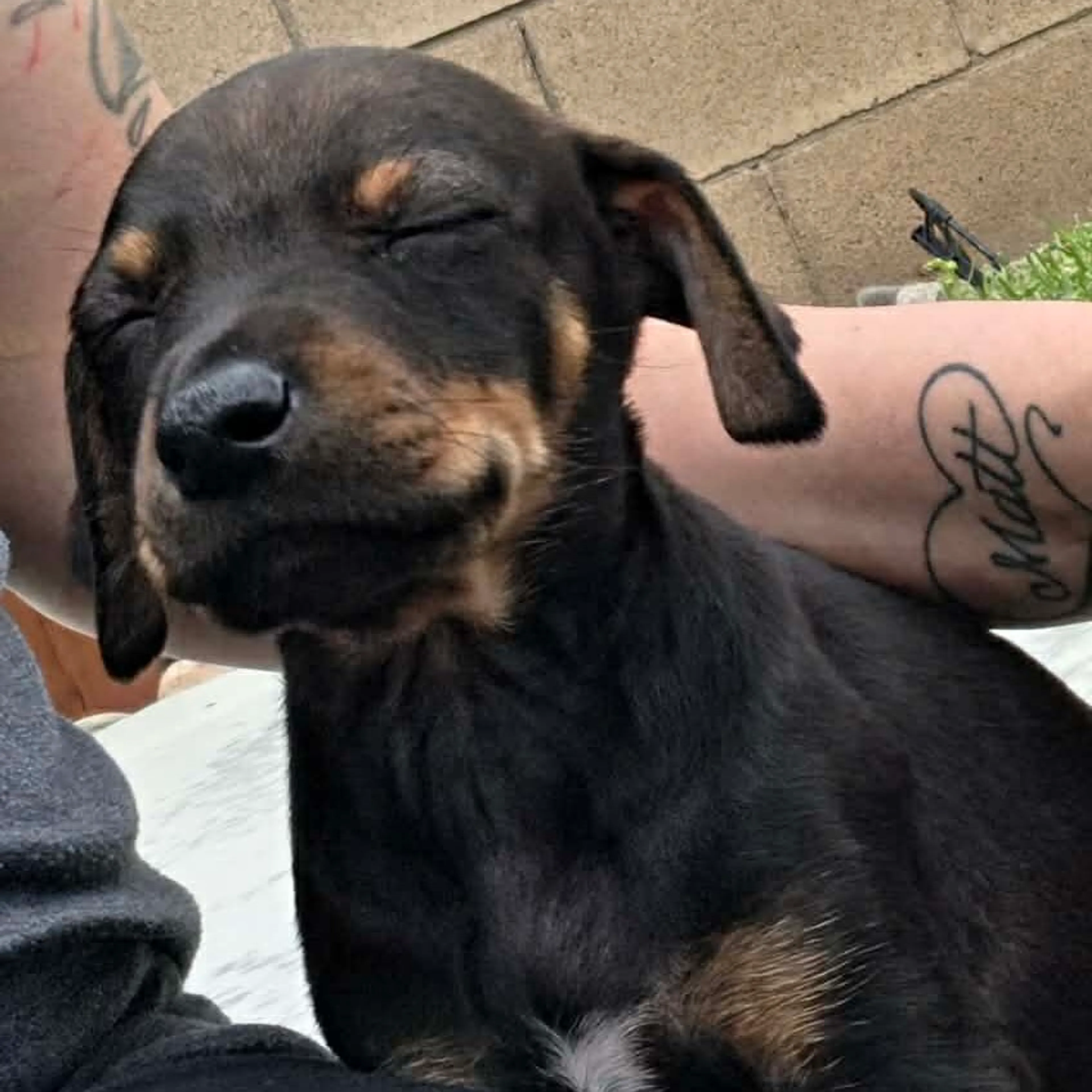Found pet-7