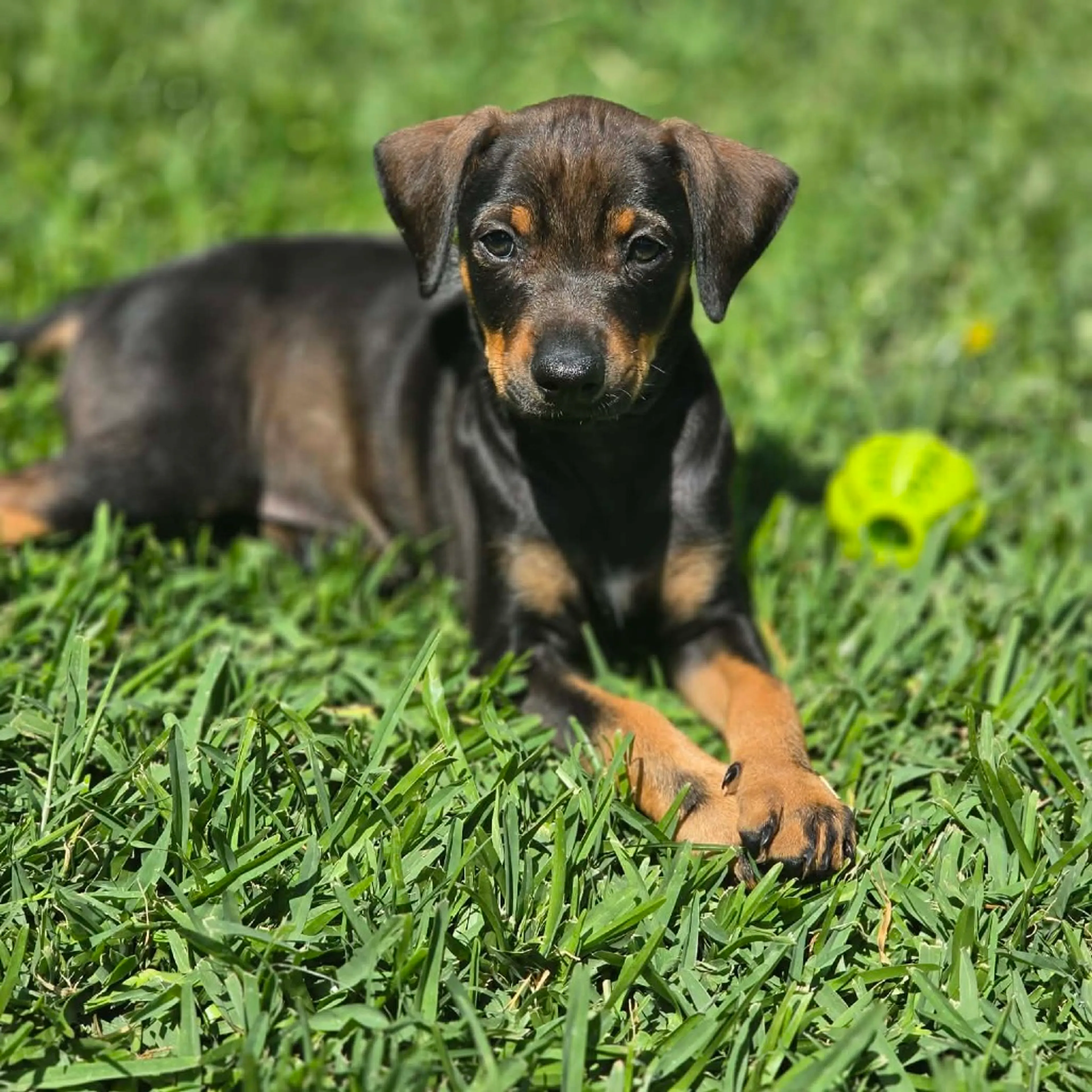 Found pet-5