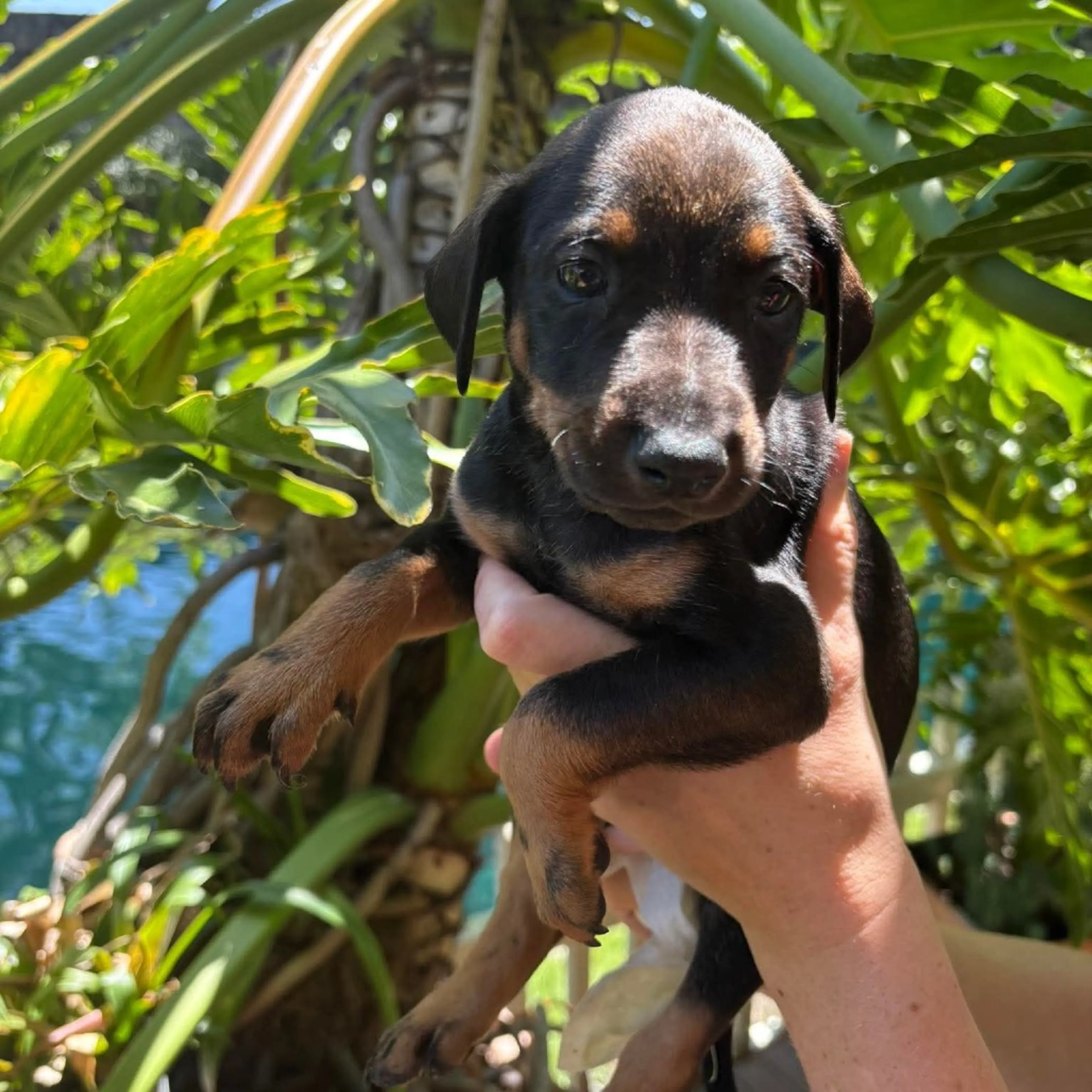 Found pet-2