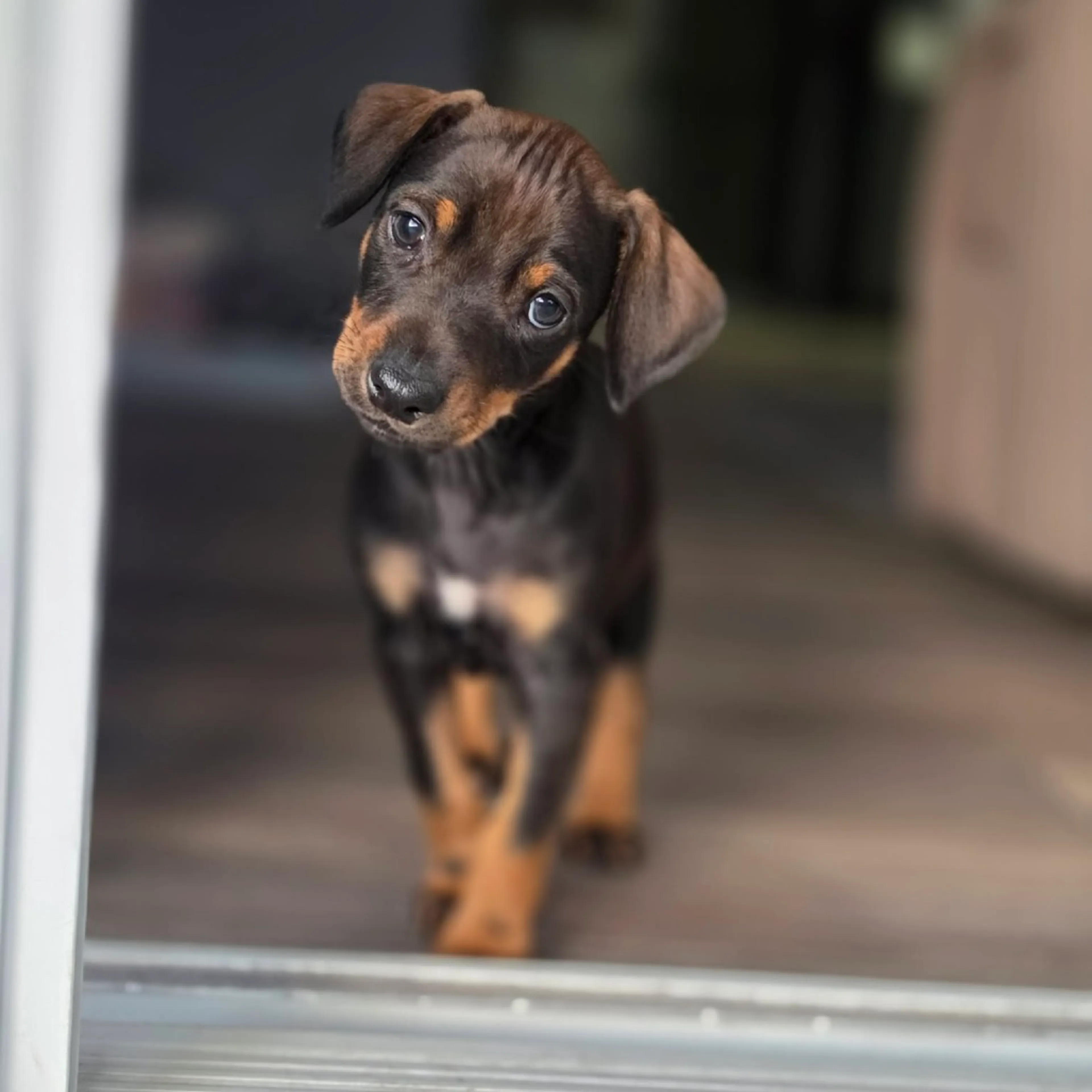 Found pet-4