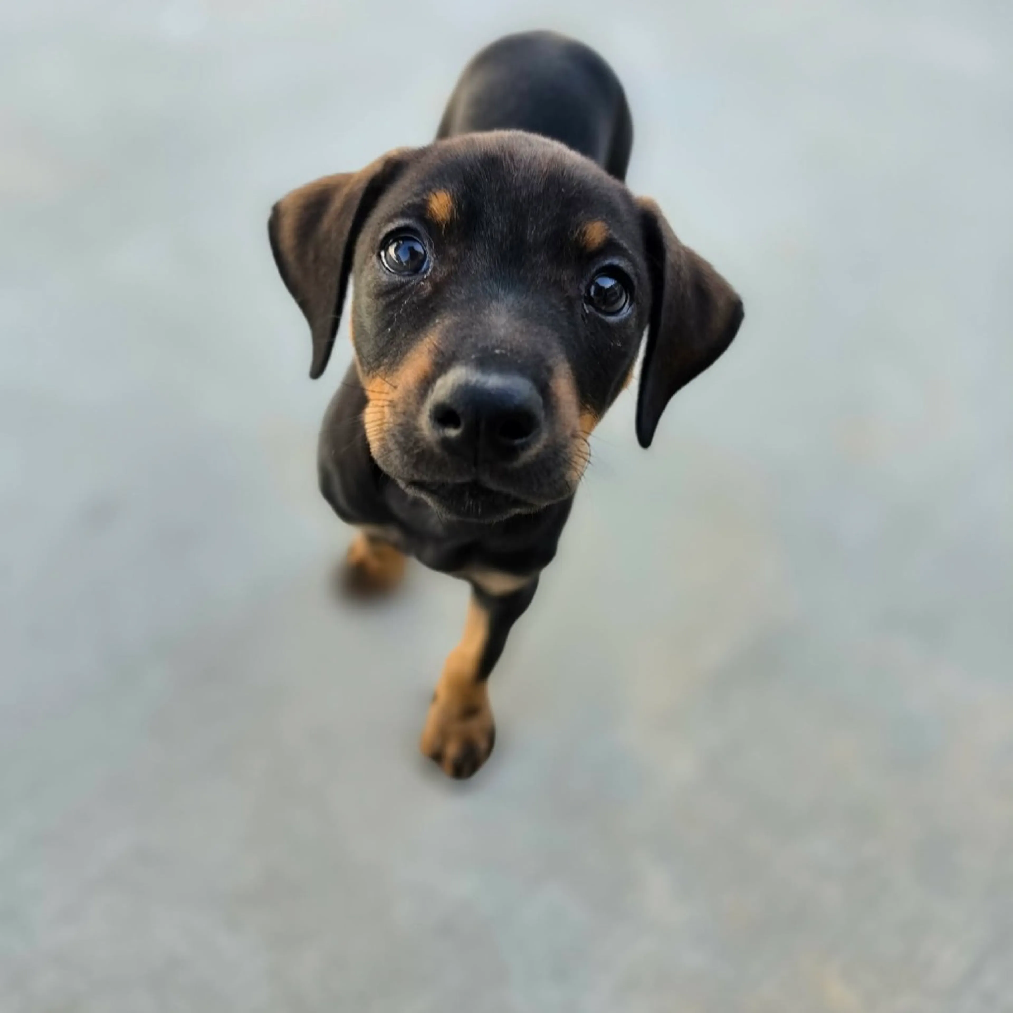 Found pet-8