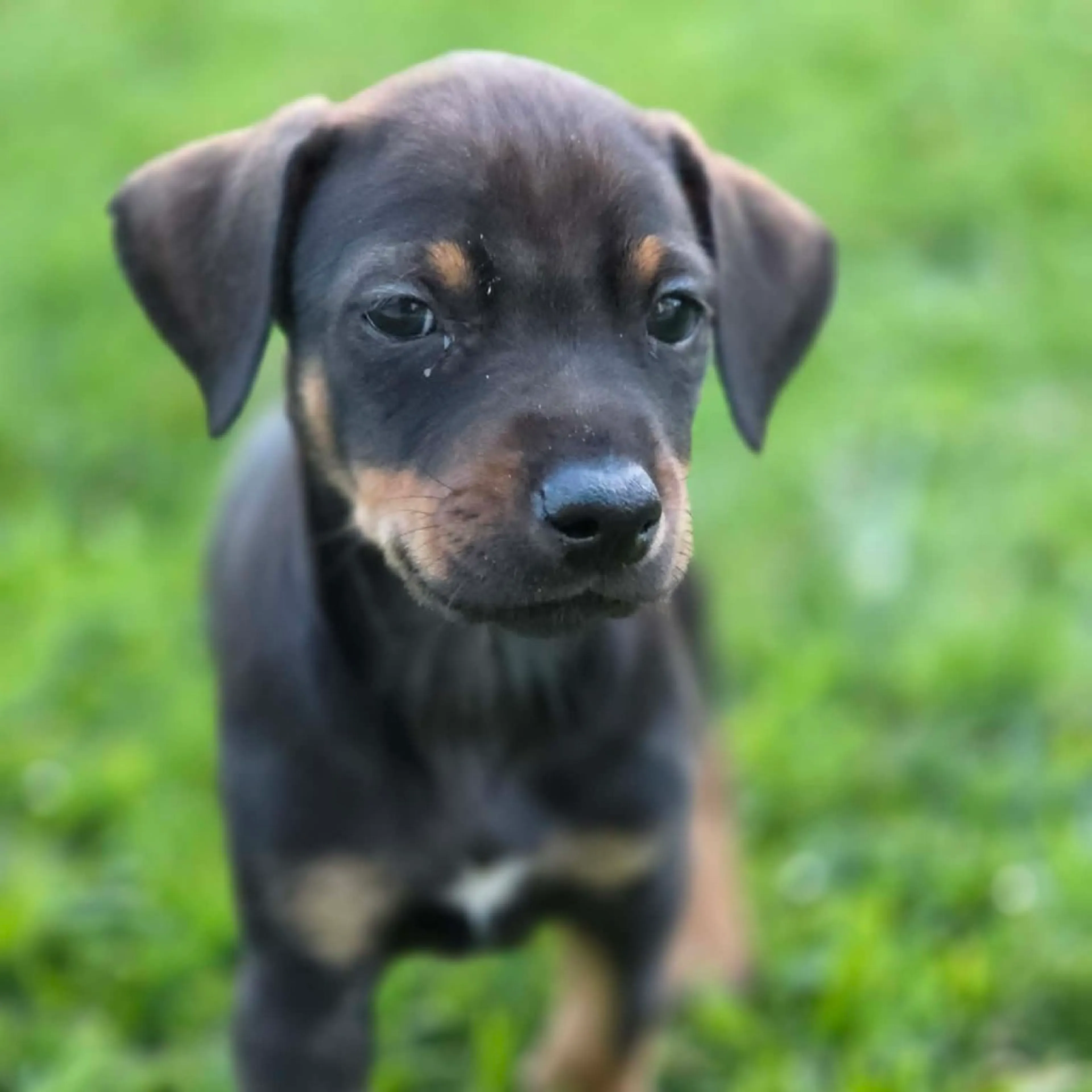 Found pet-12