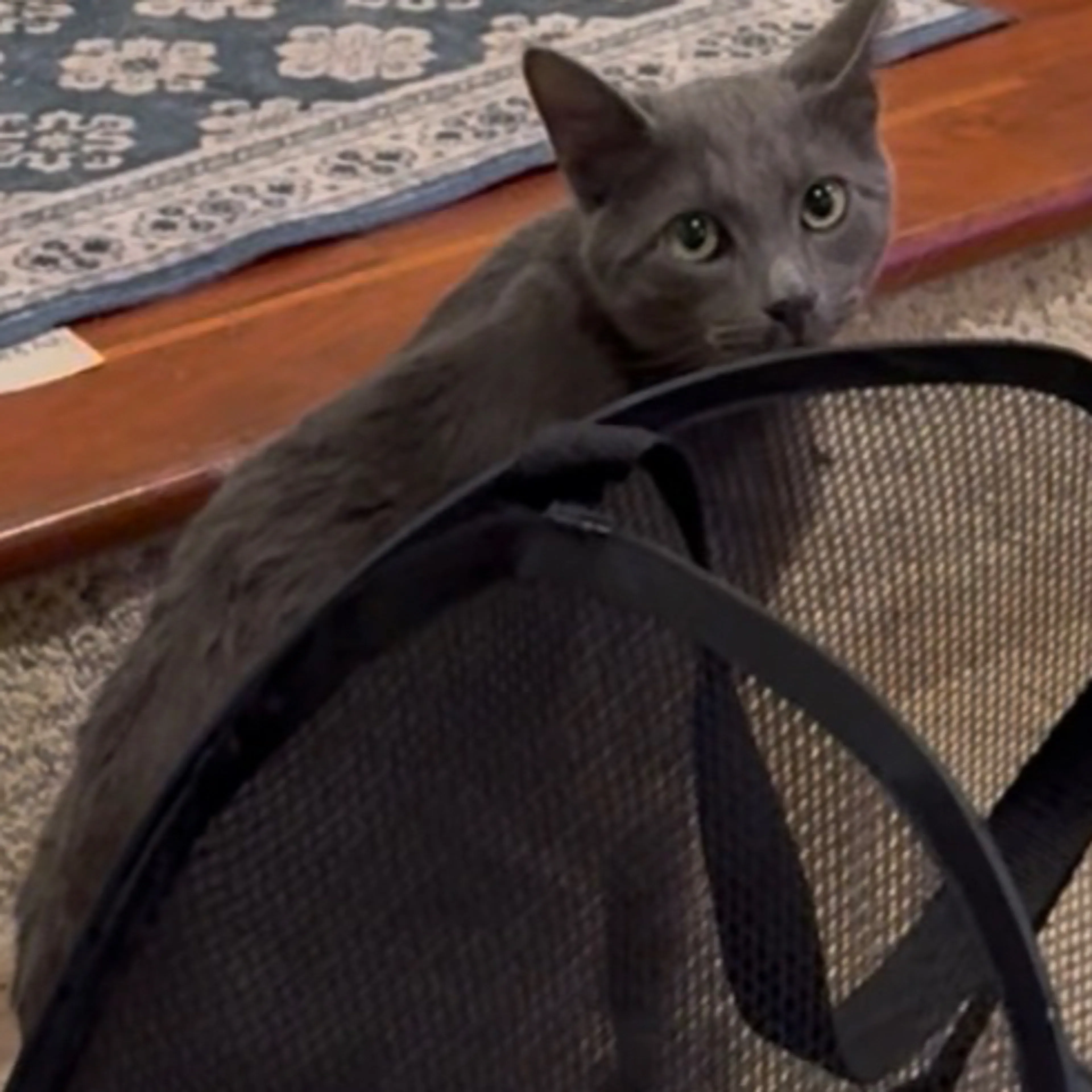Lost pet-3