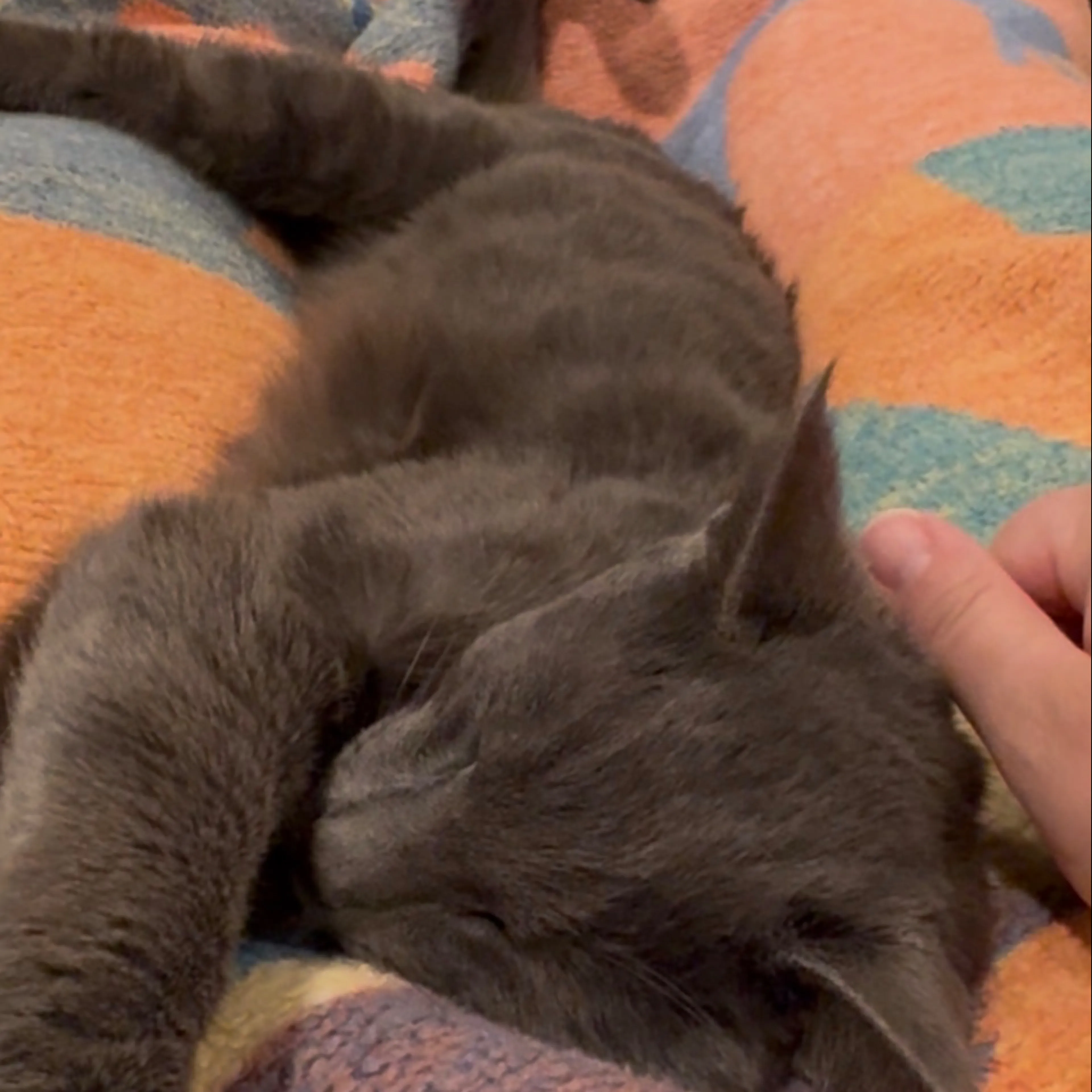 Lost pet-1