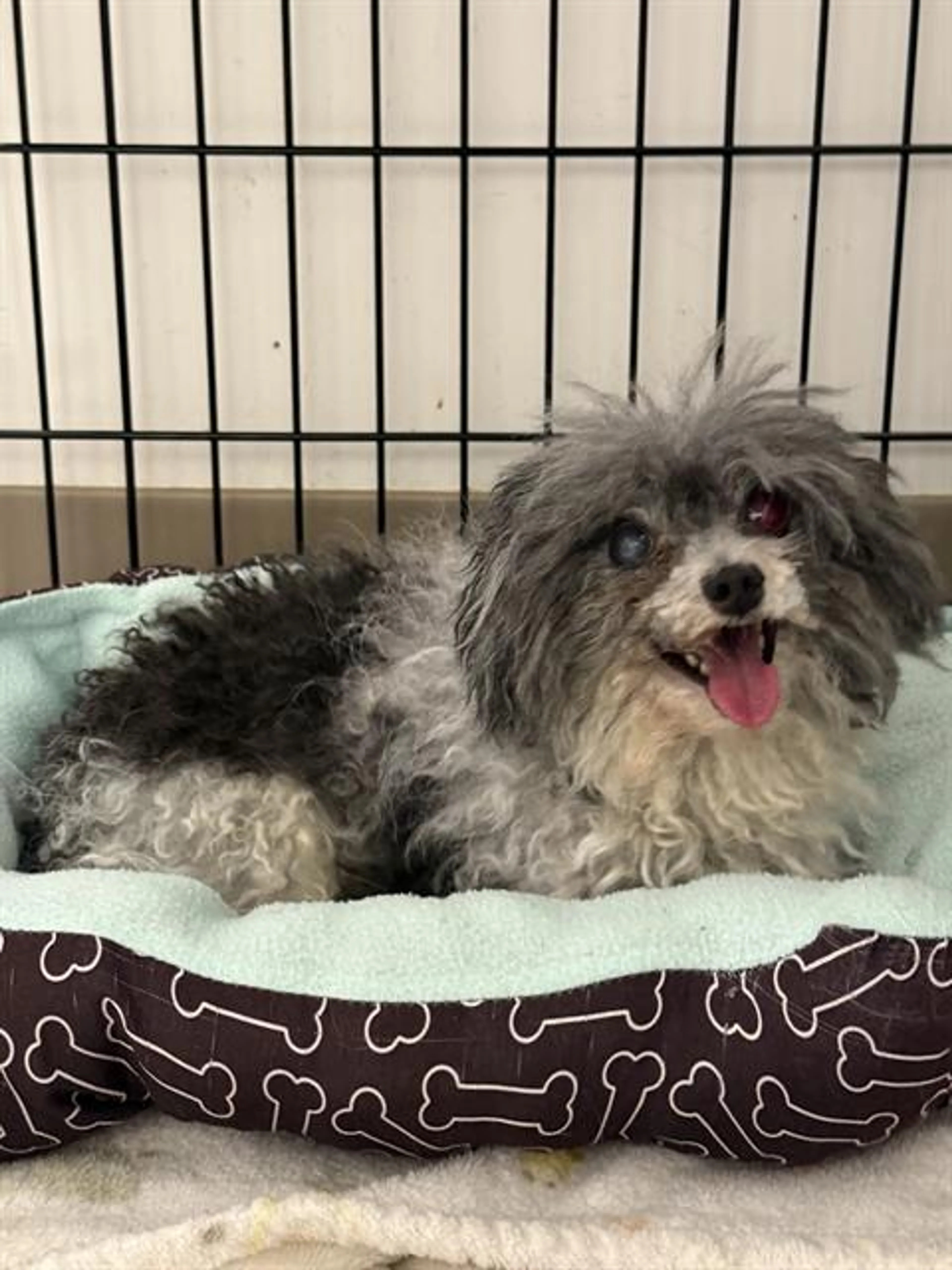 Found pet