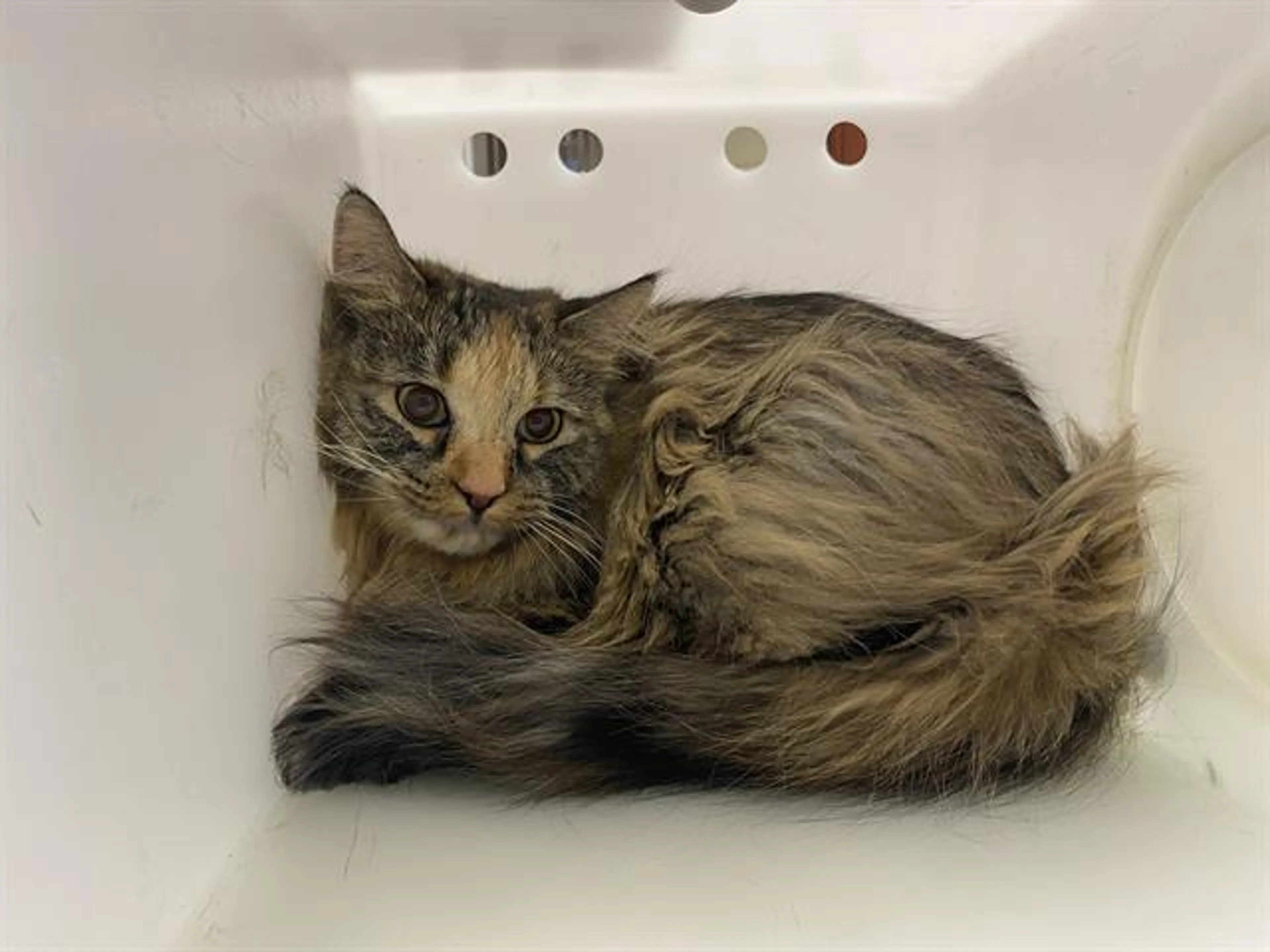 Found pet