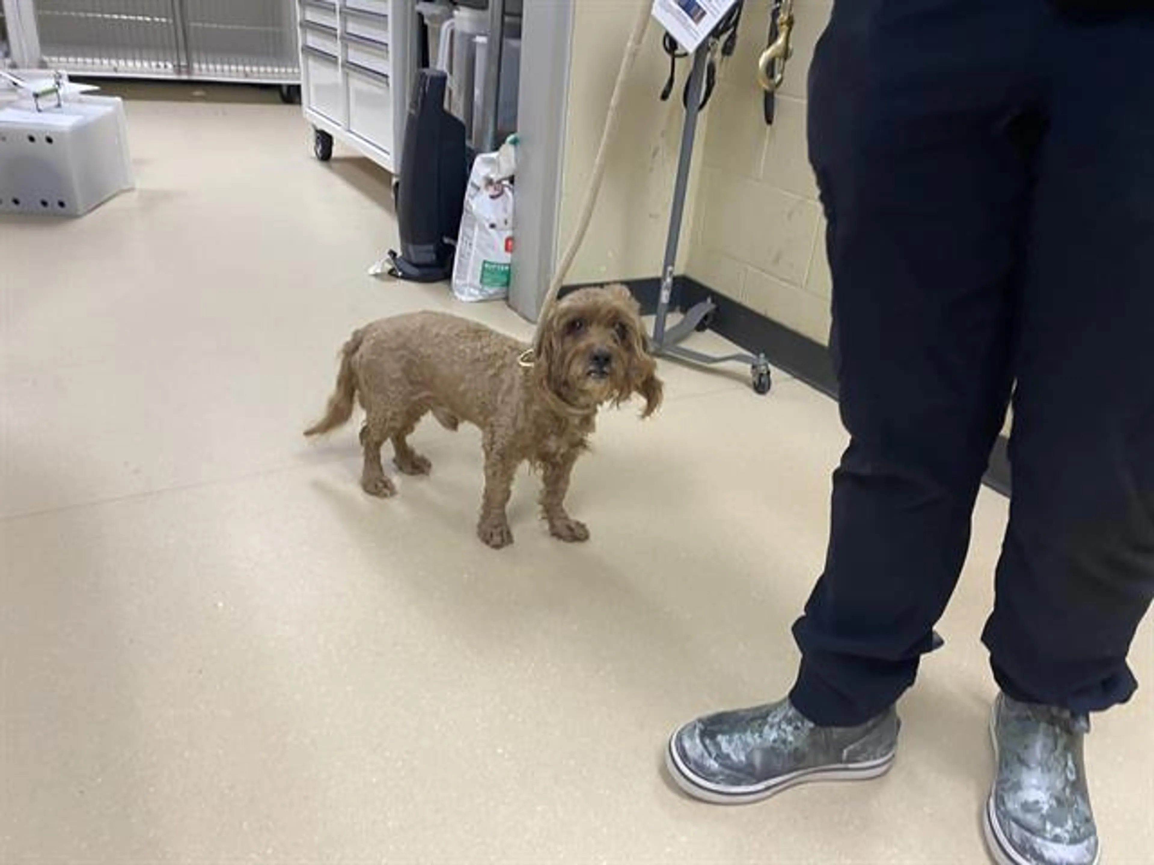 Found pet