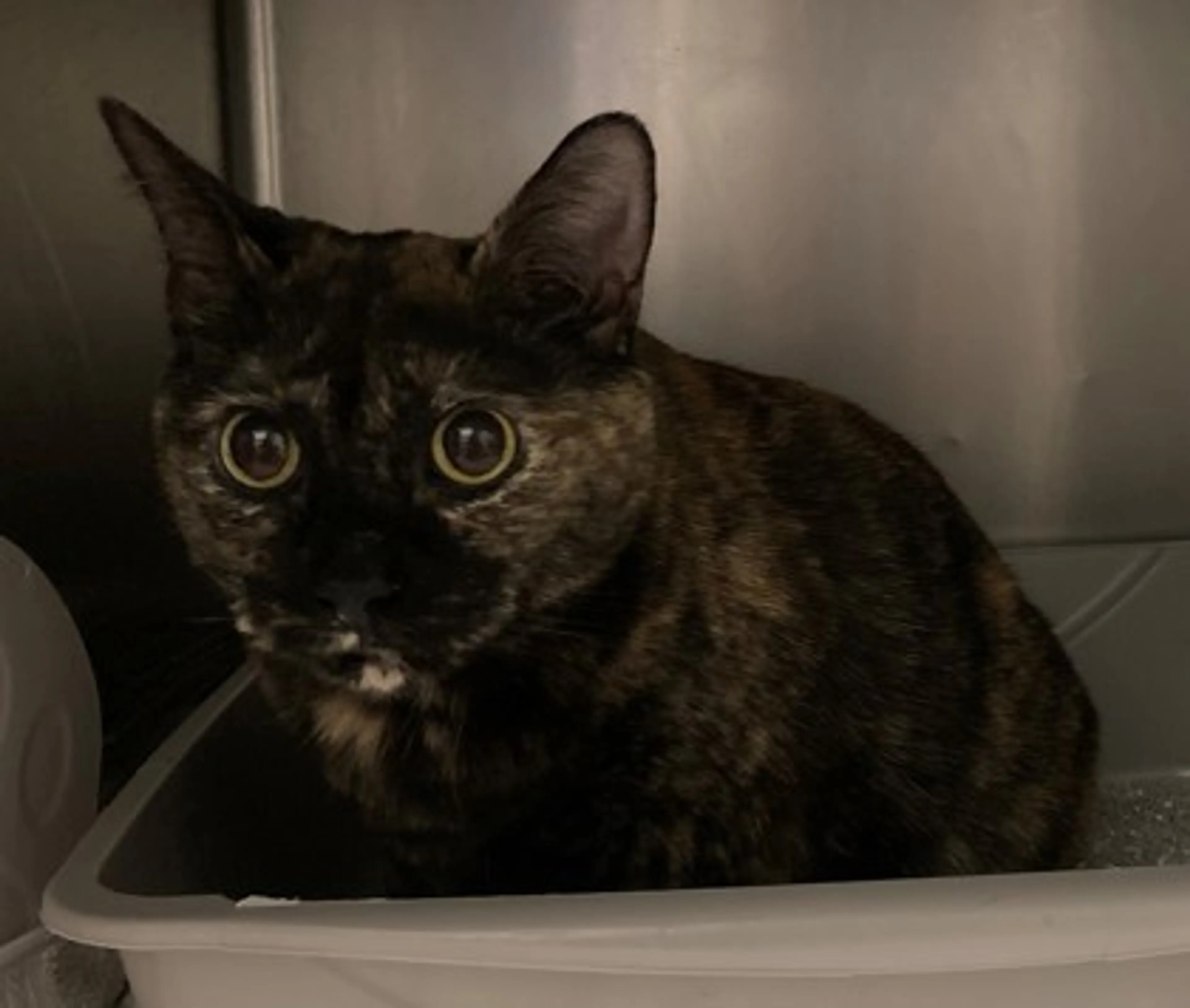 Found pet-1