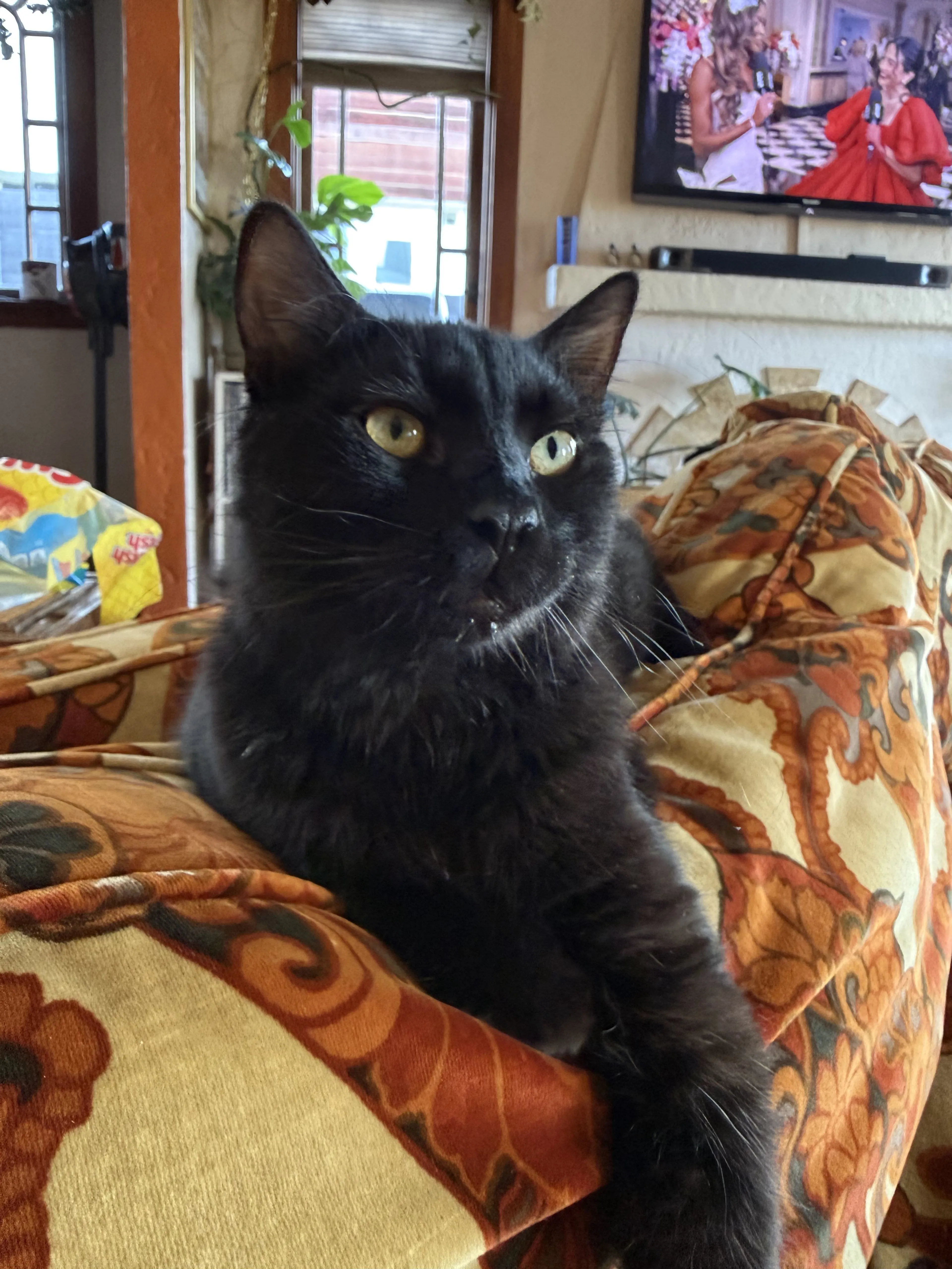 Lost pet-1