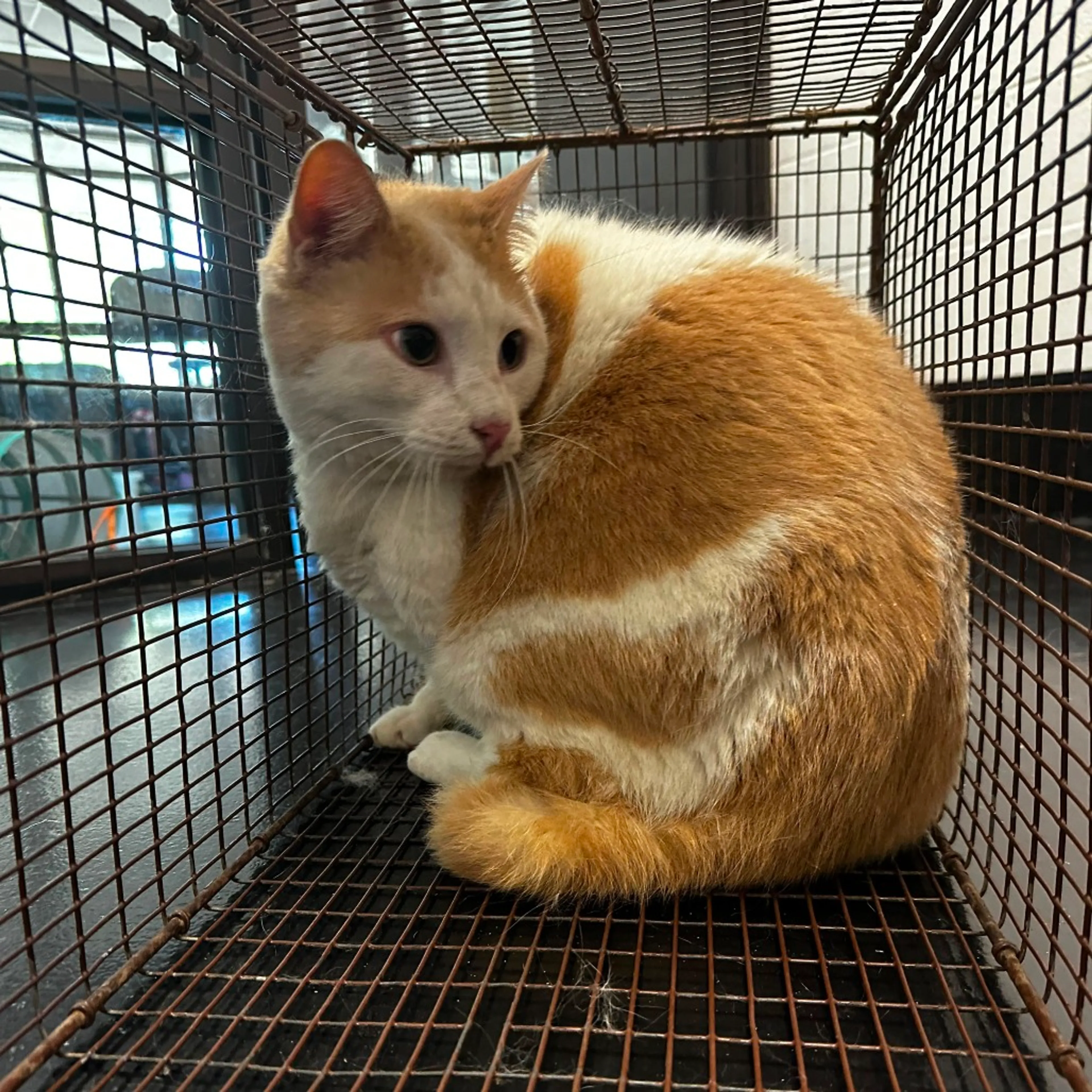 Found pet-2
