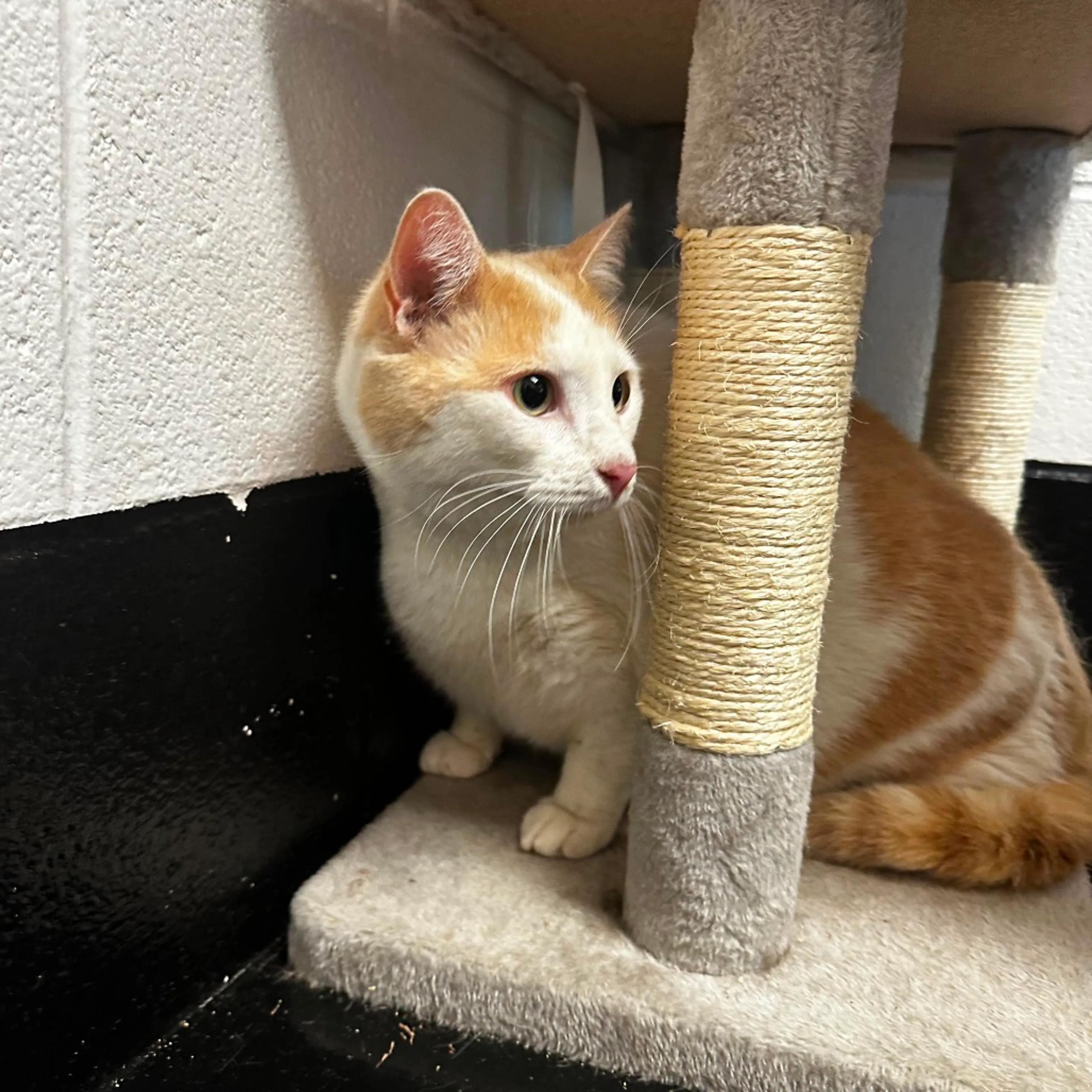 Found pet-1