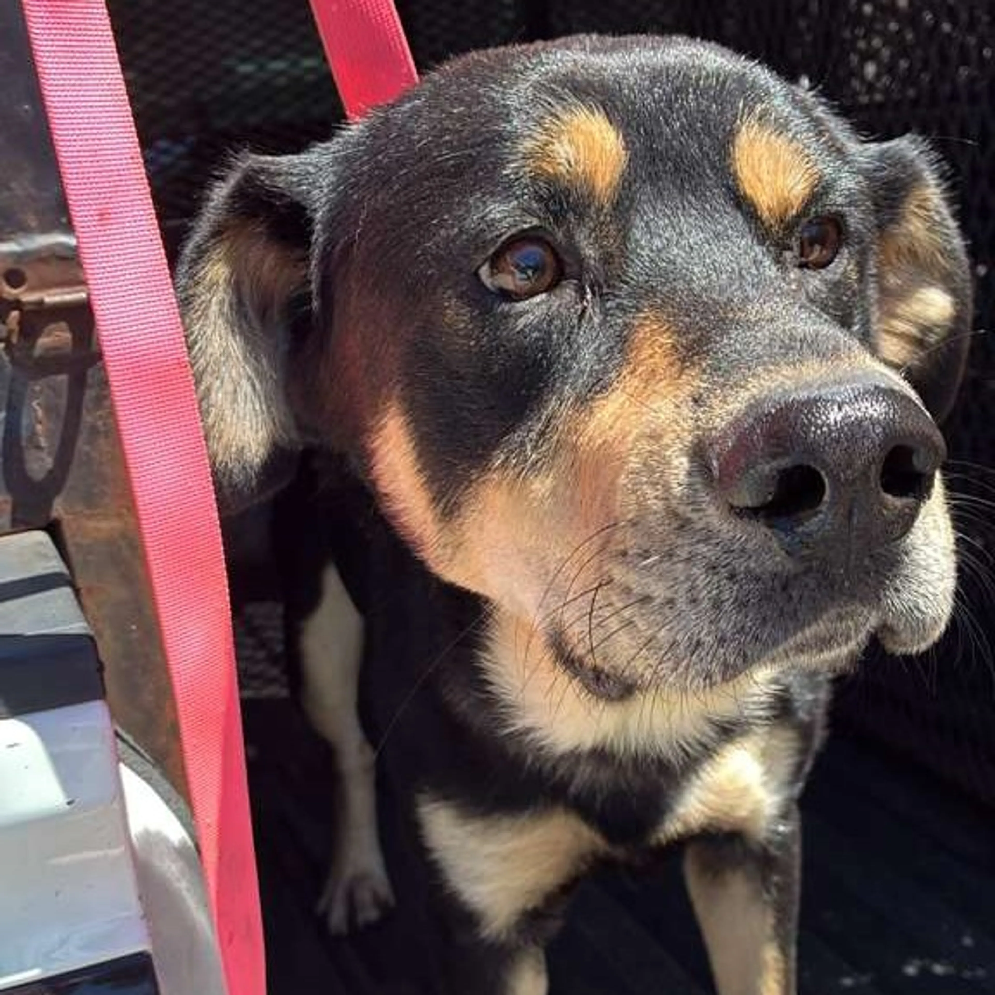 Found pet