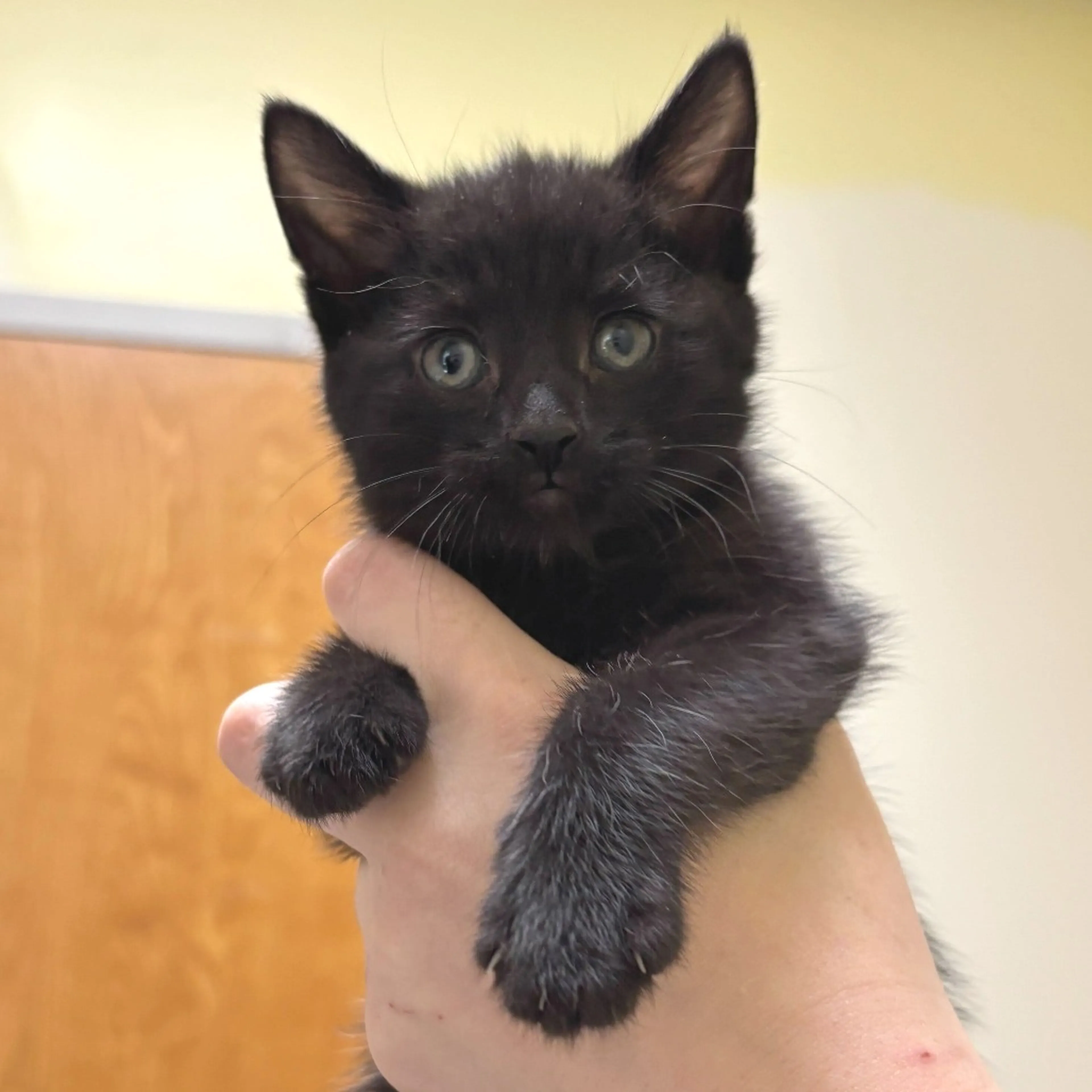 Found pet