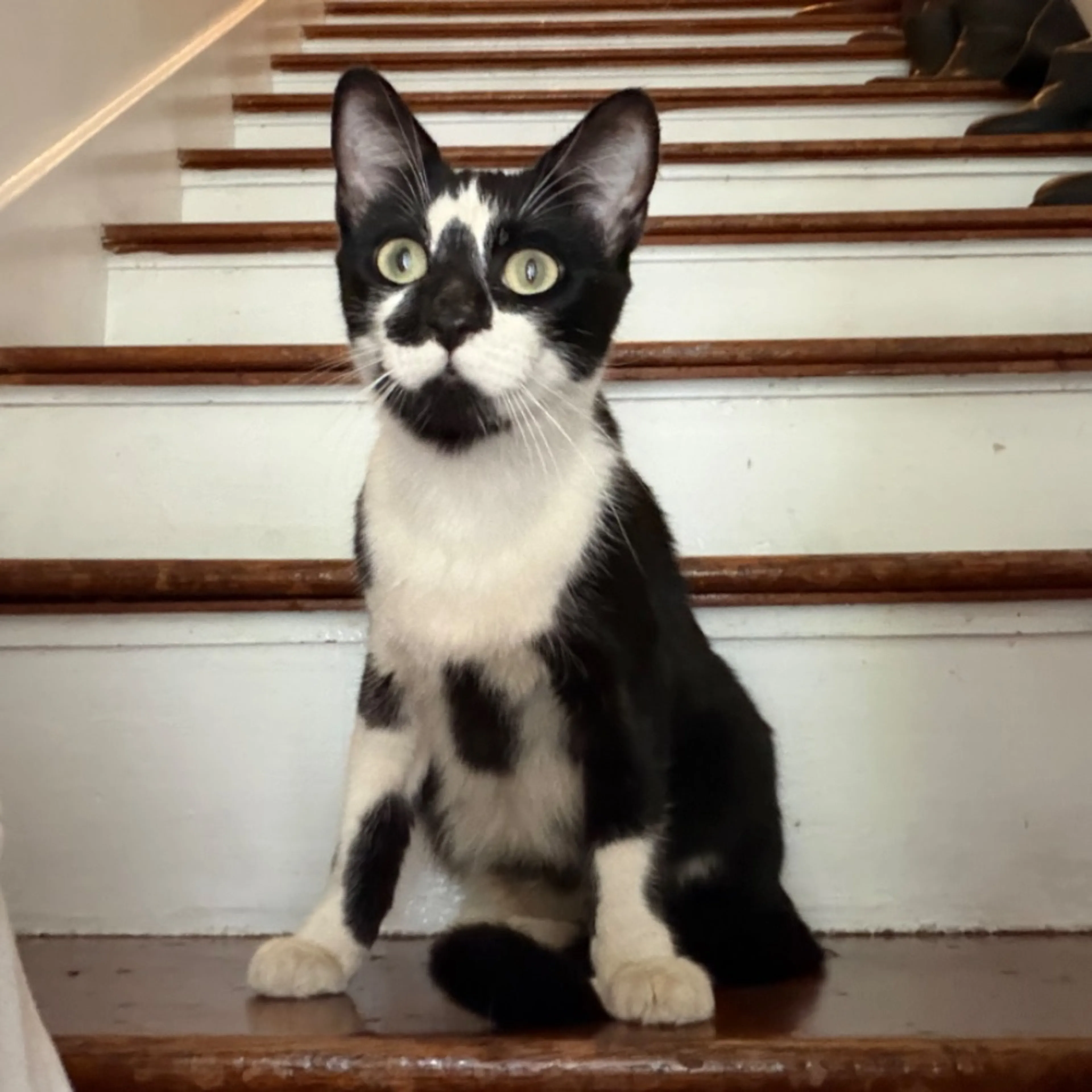 Found pet
