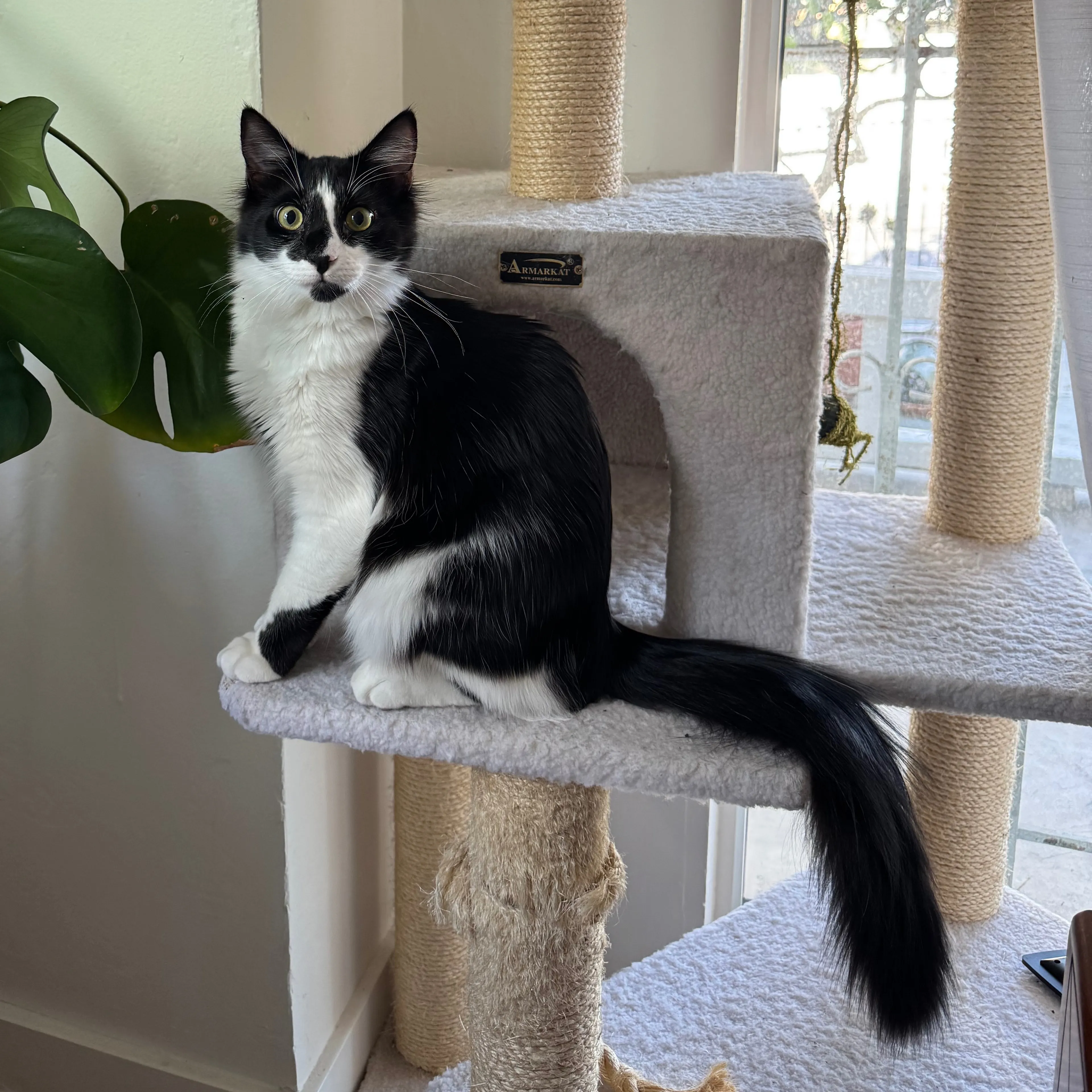 Lost pet-3