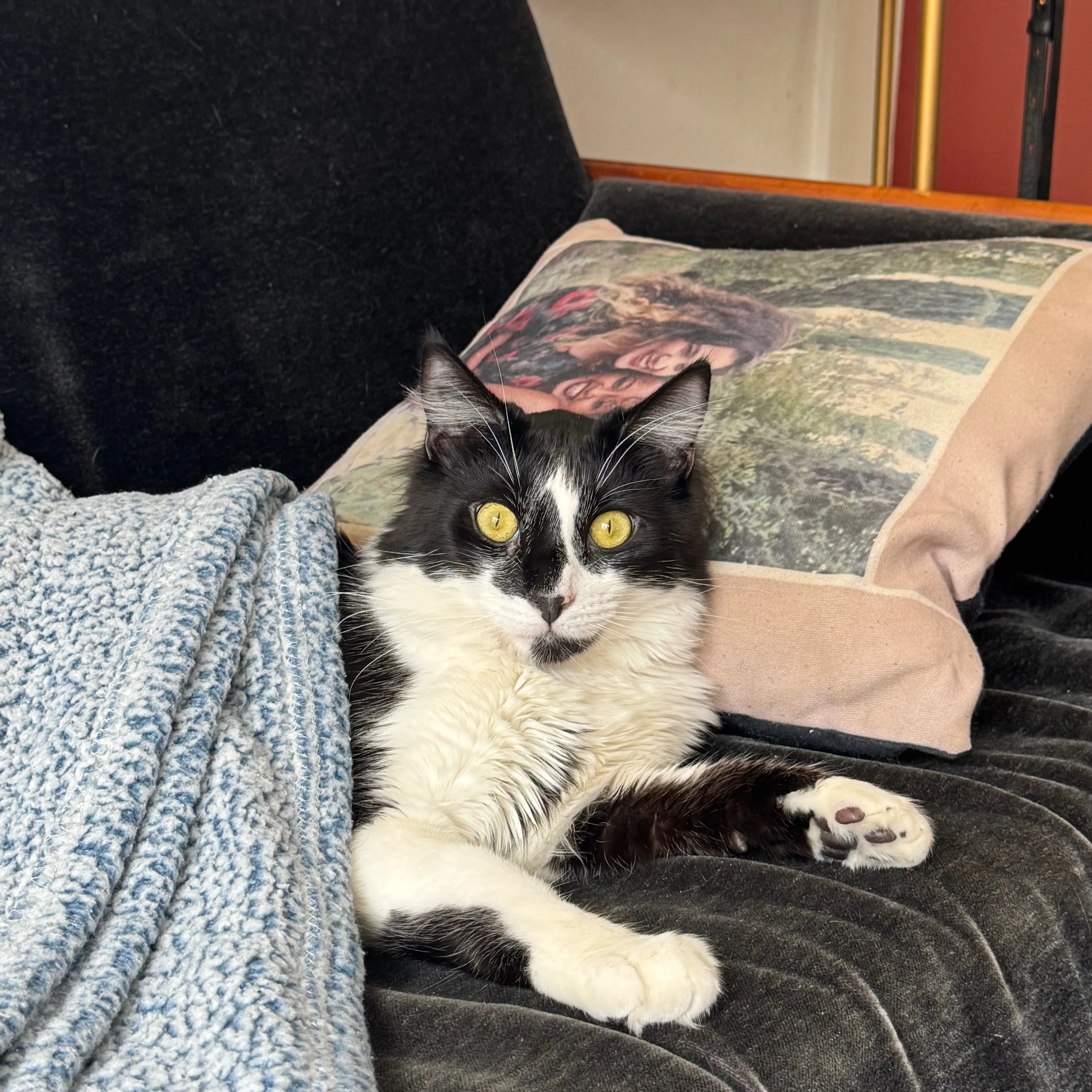 Lost pet-2
