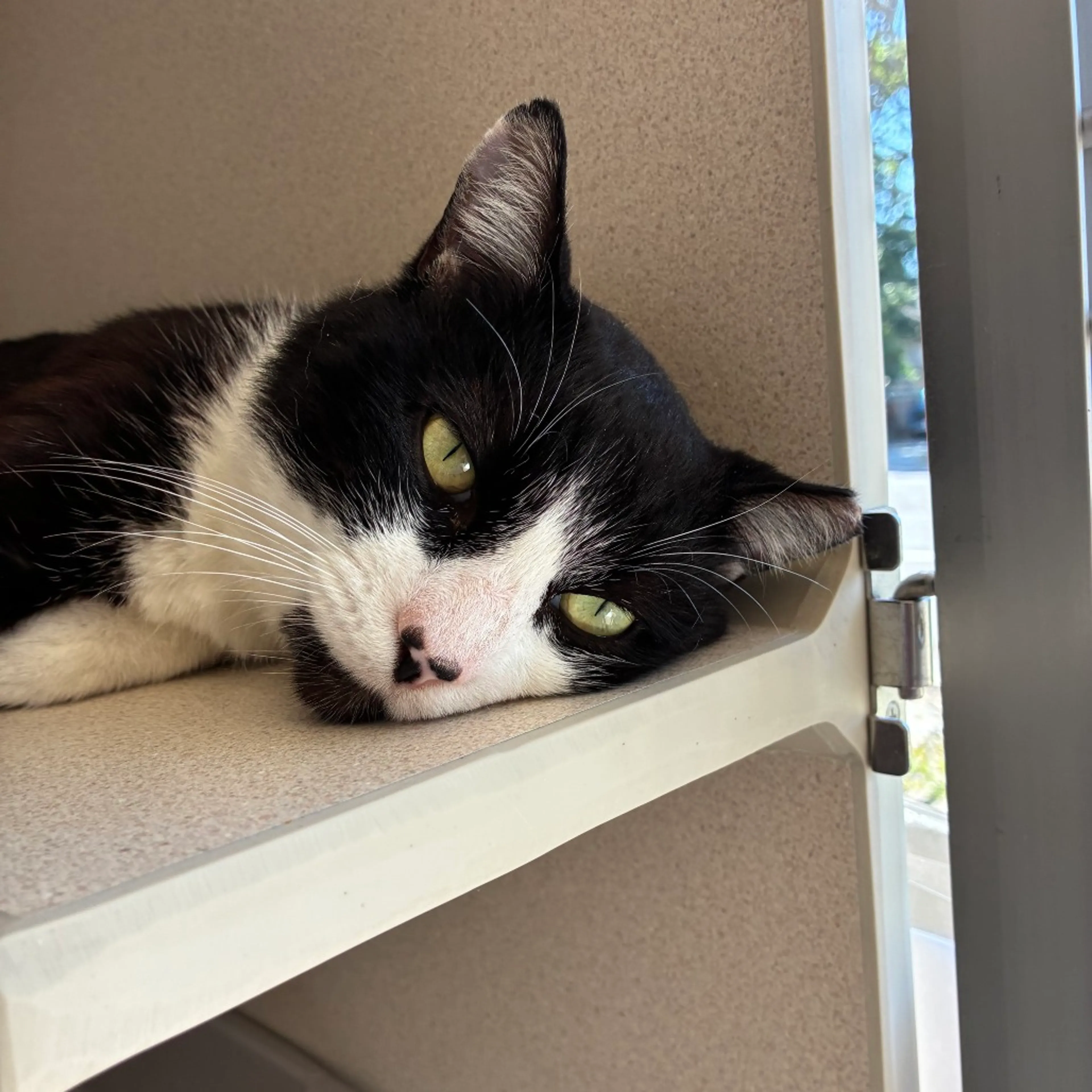Found pet-1