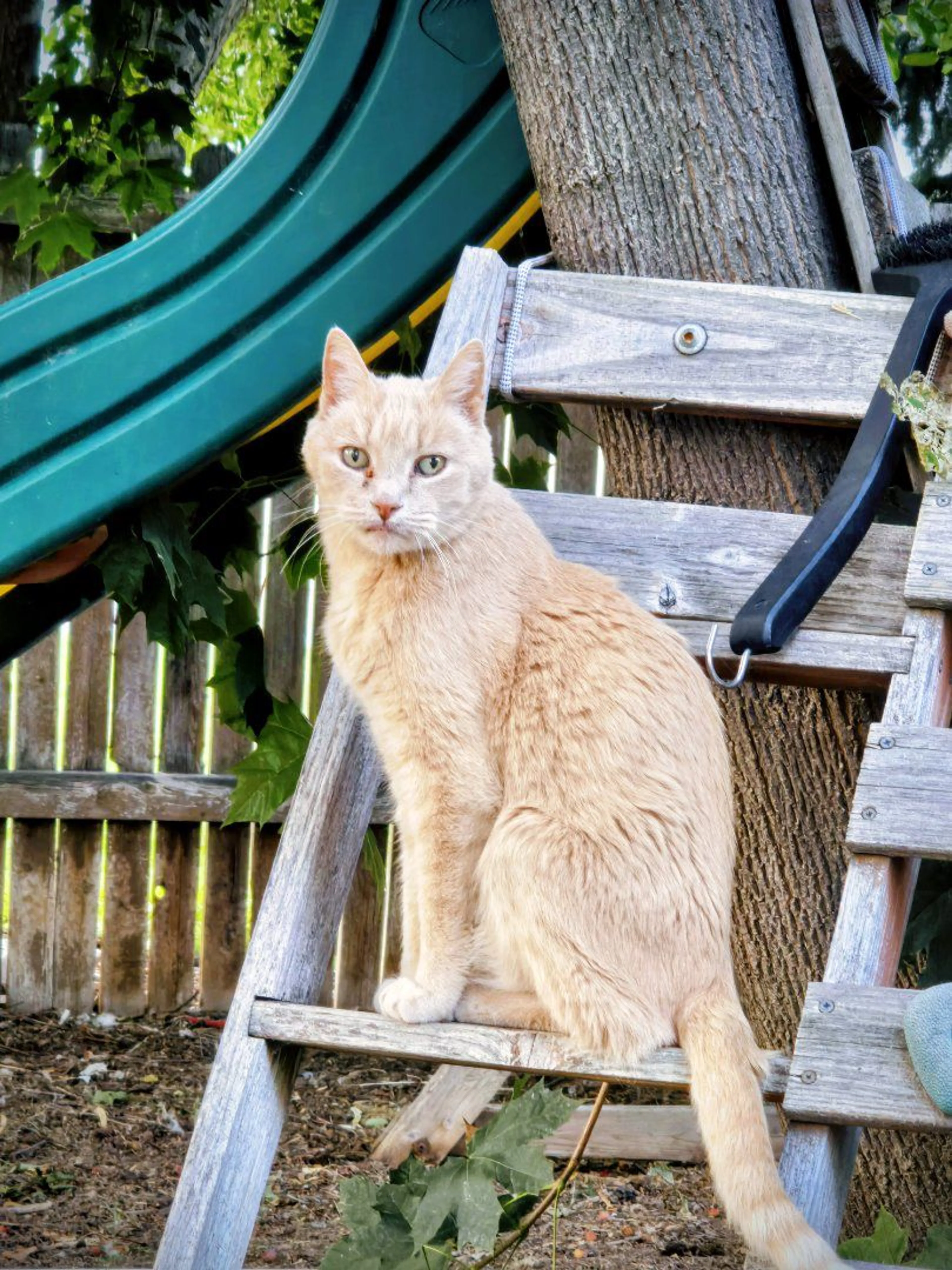 Lost pet