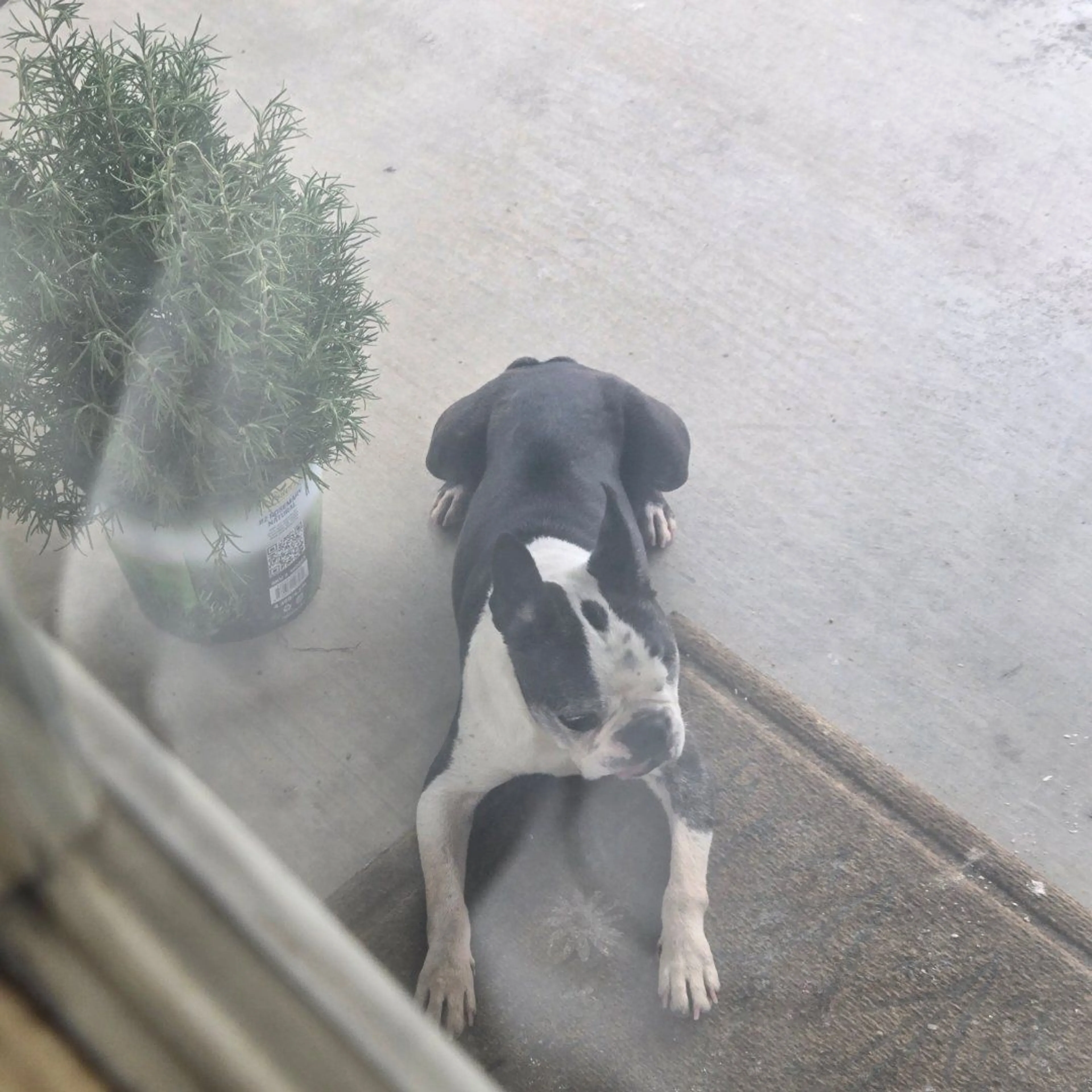 Lost pet