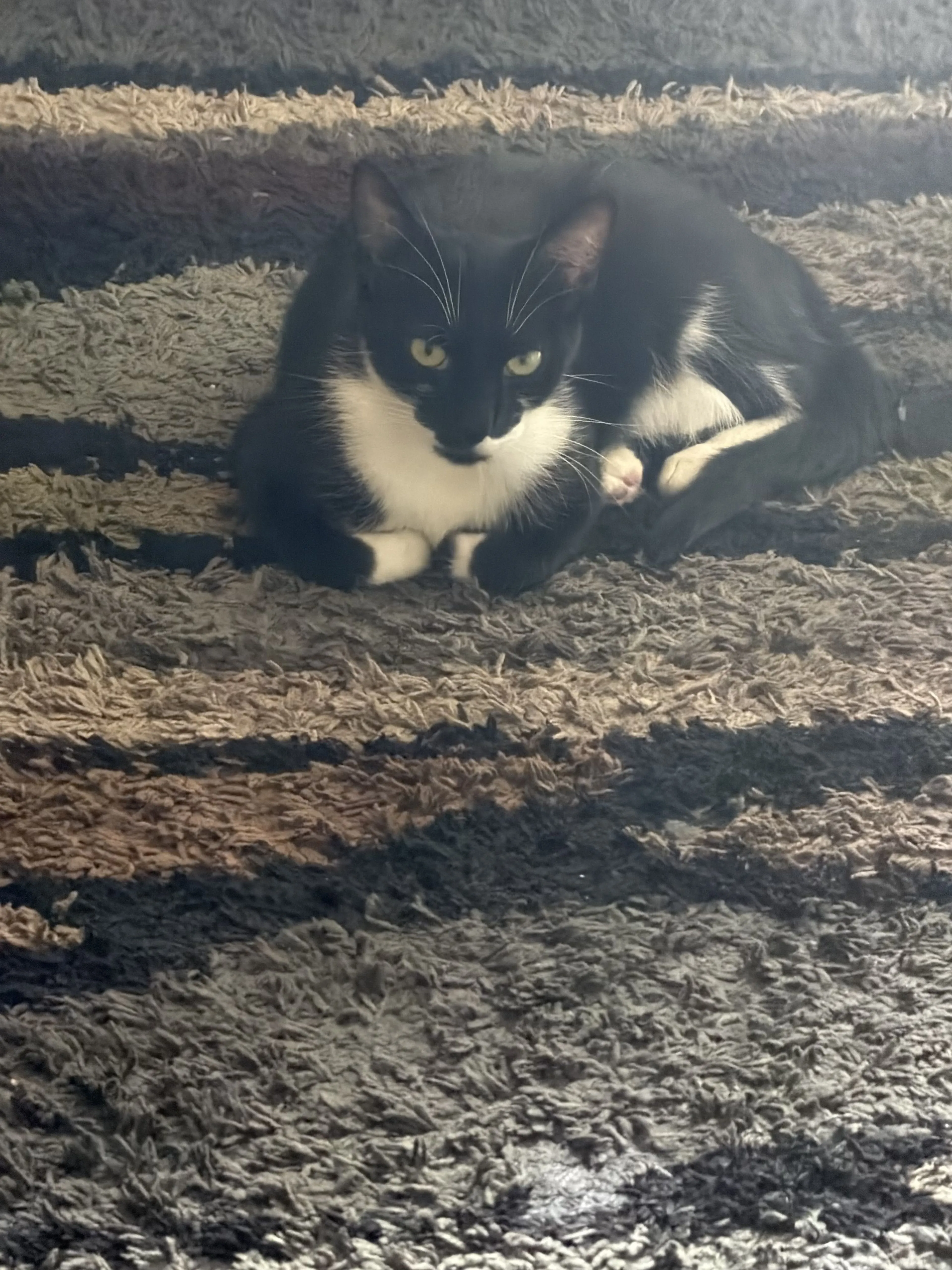 Lost pet