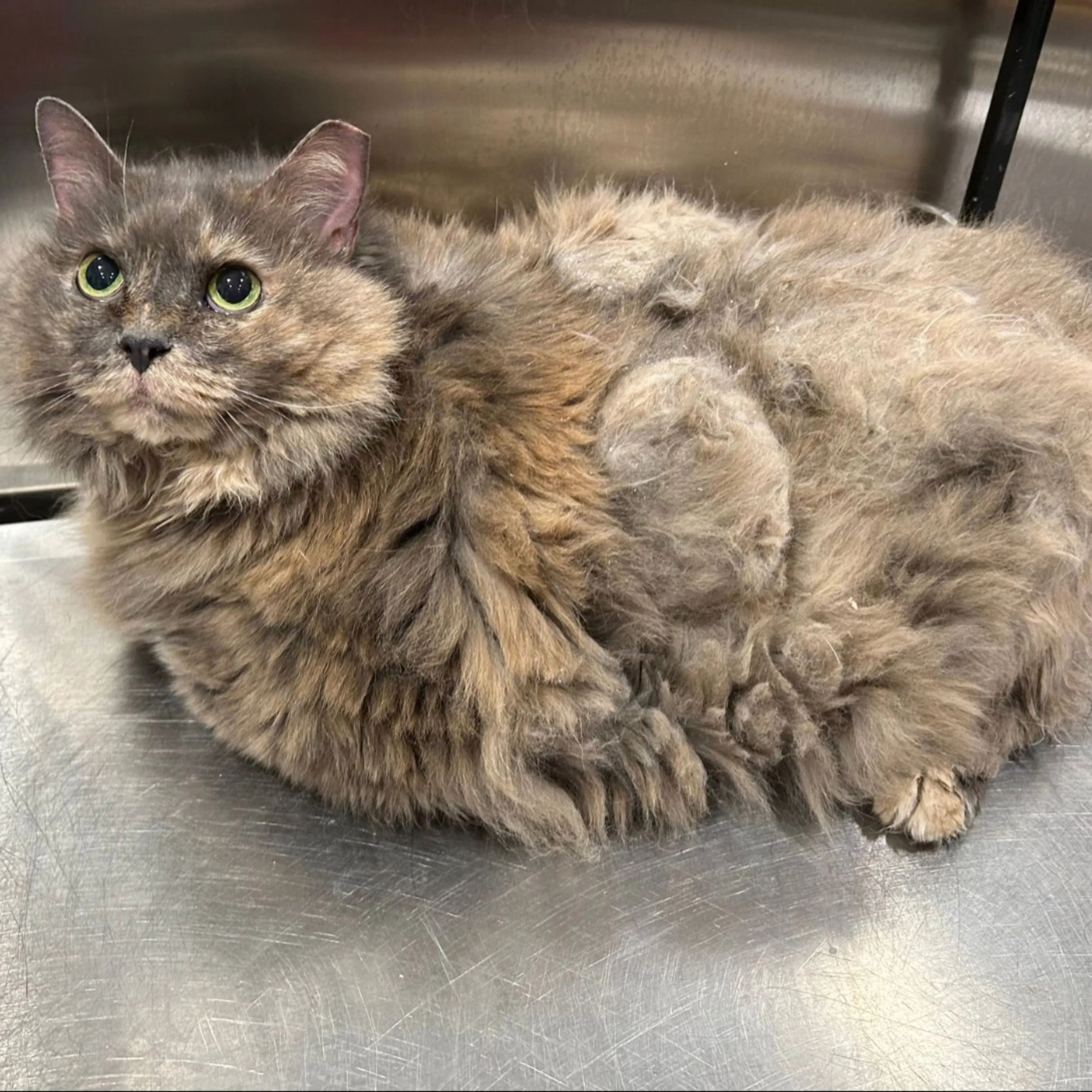 Found pet