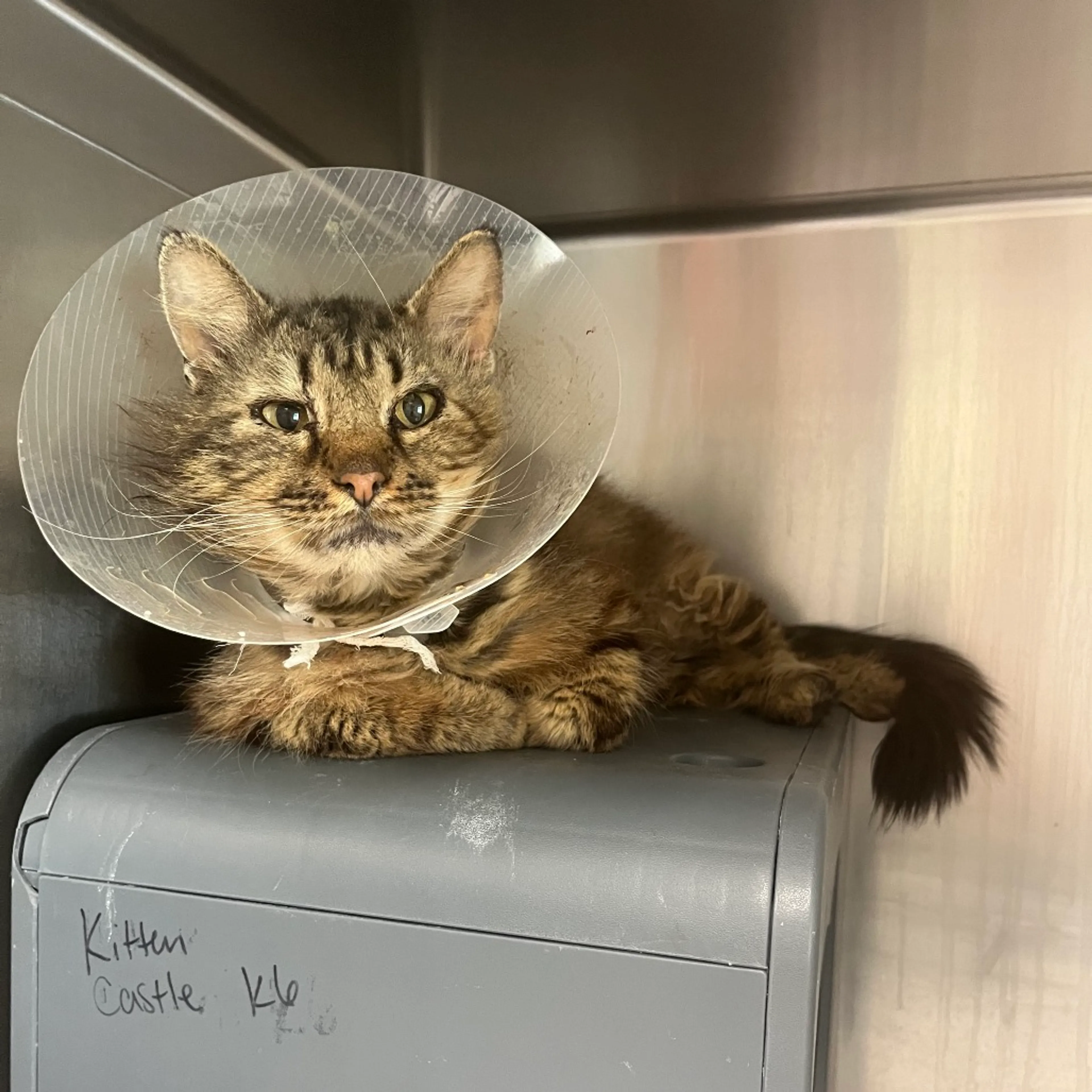 Found pet