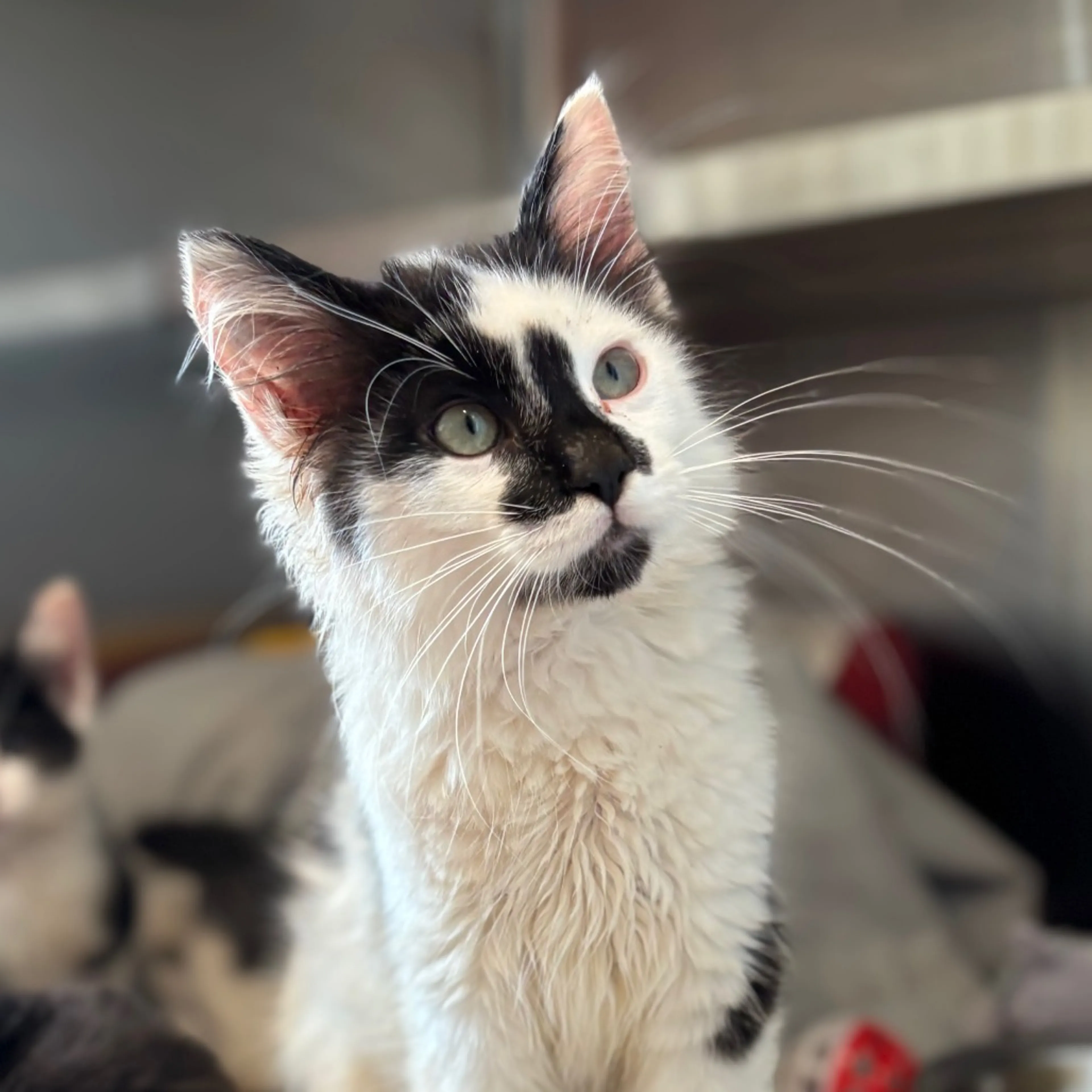 Found pet-1