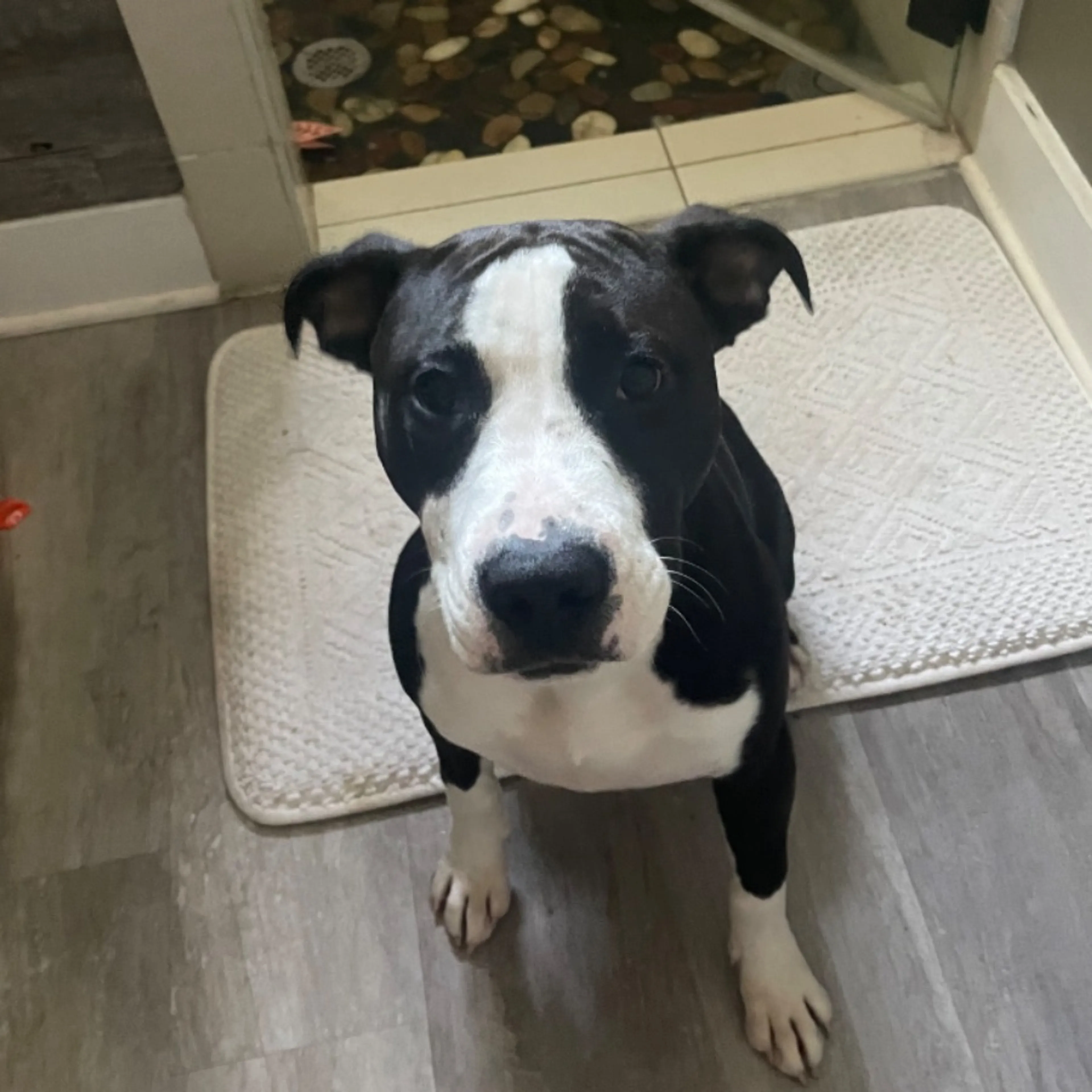 Found pet