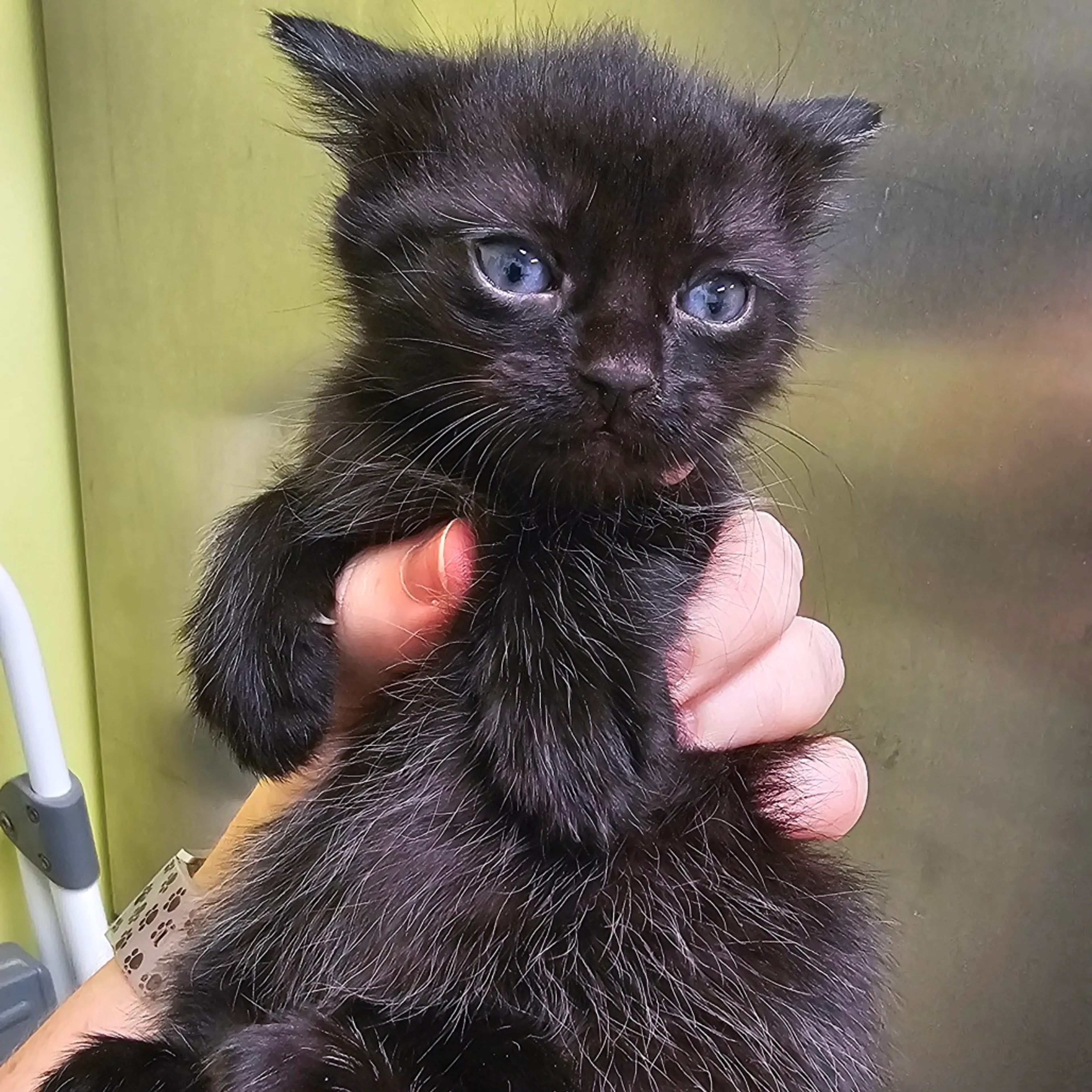 Found pet