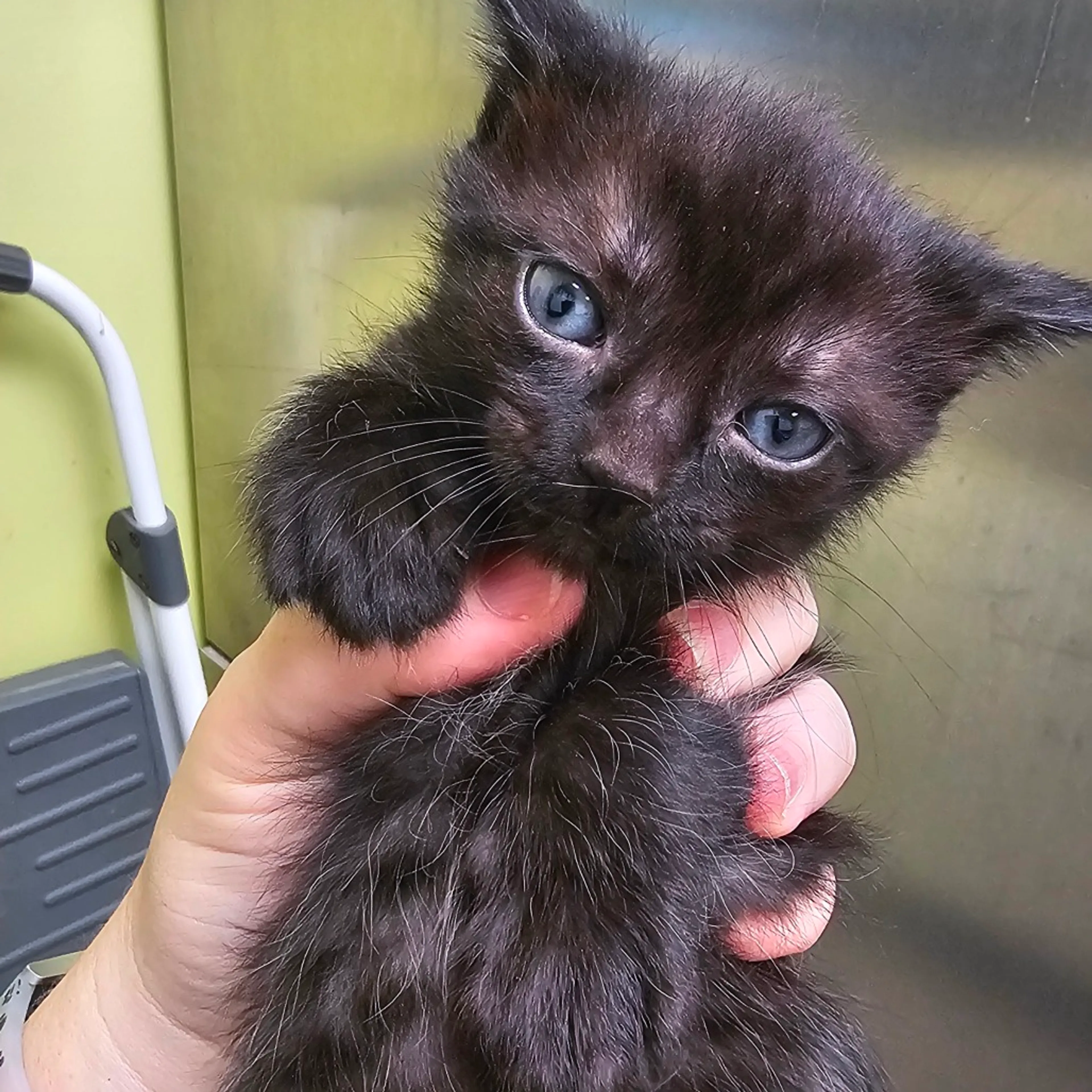 Found pet