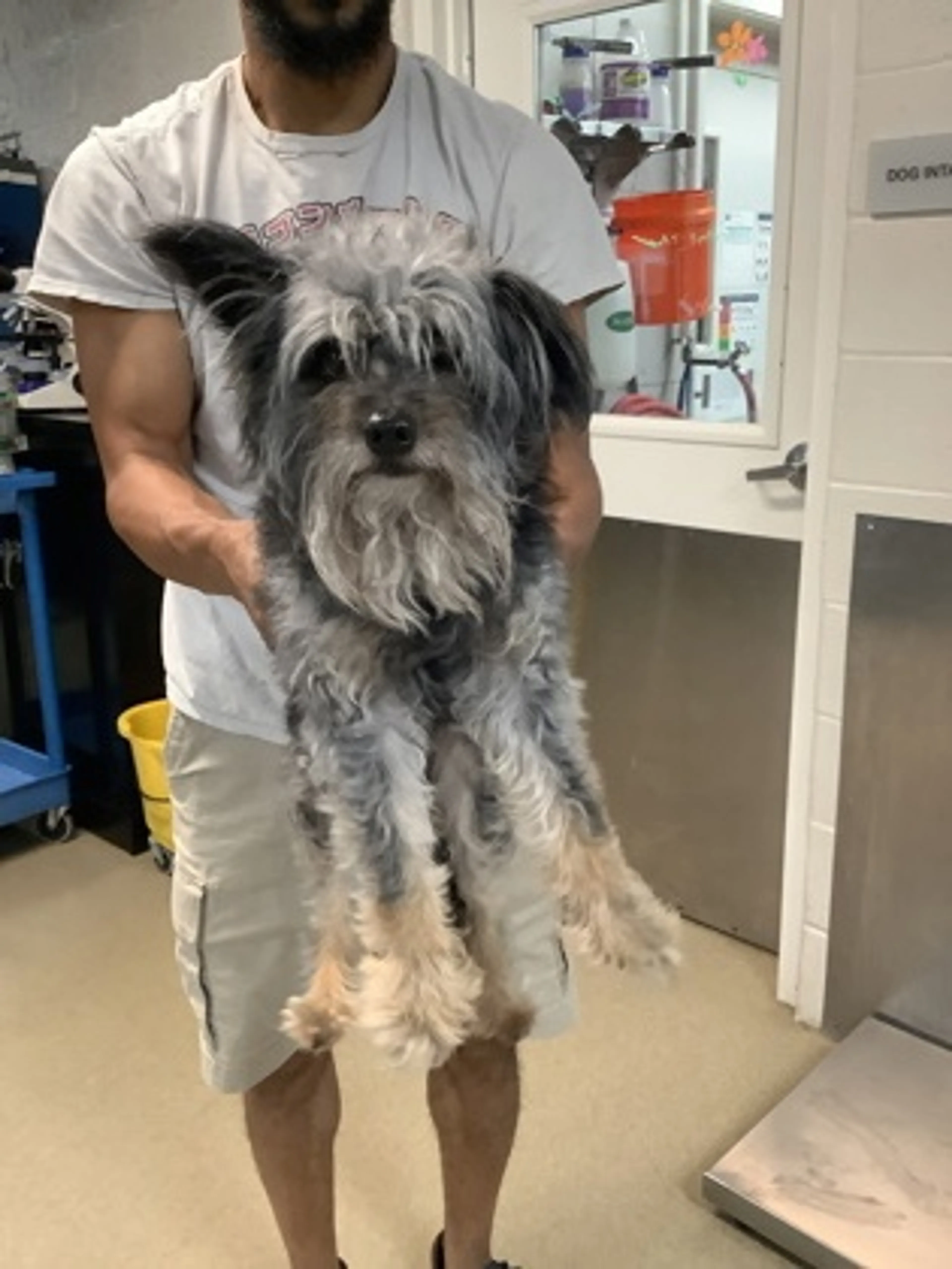 Found pet