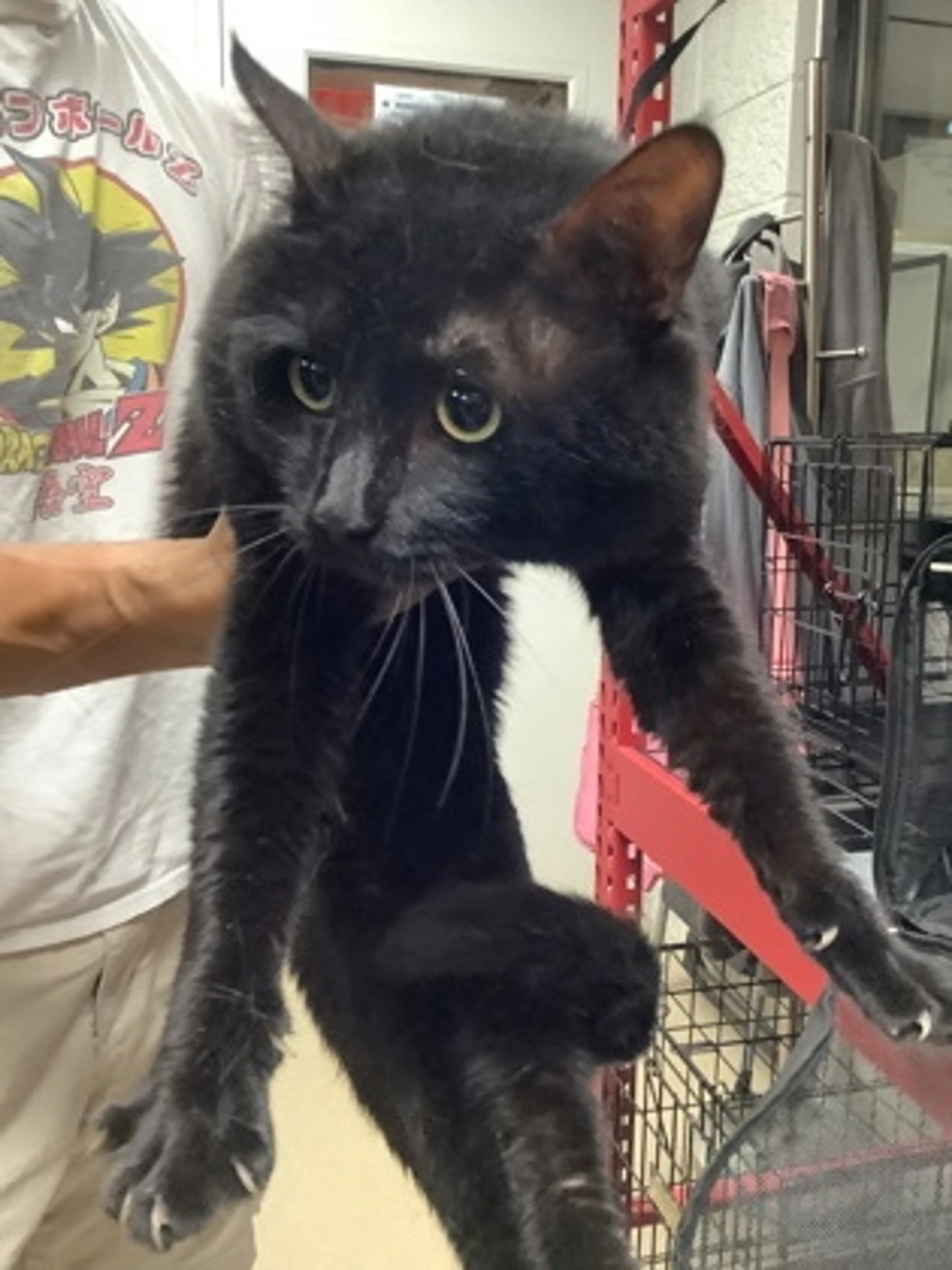 Found pet