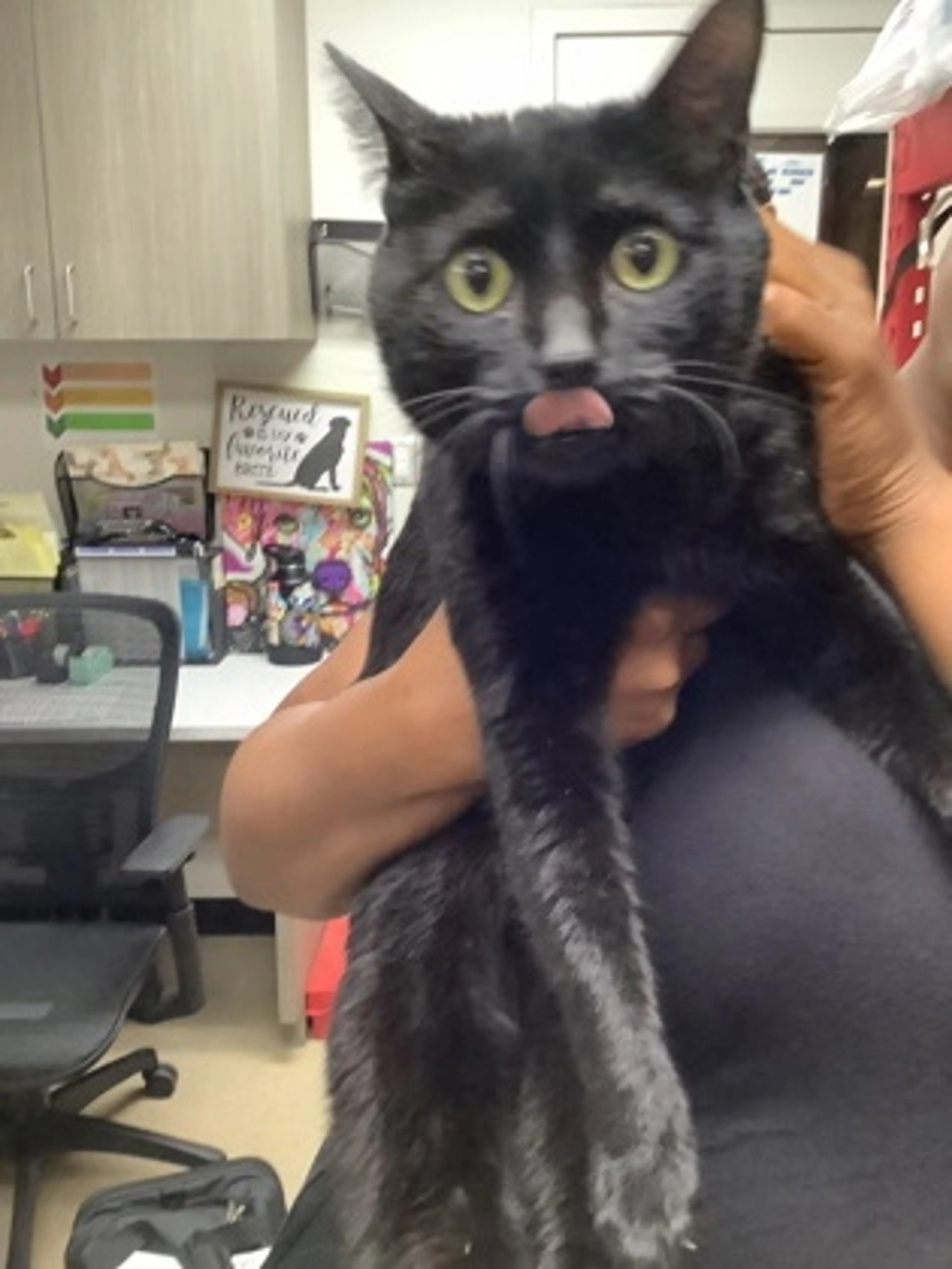 Found pet